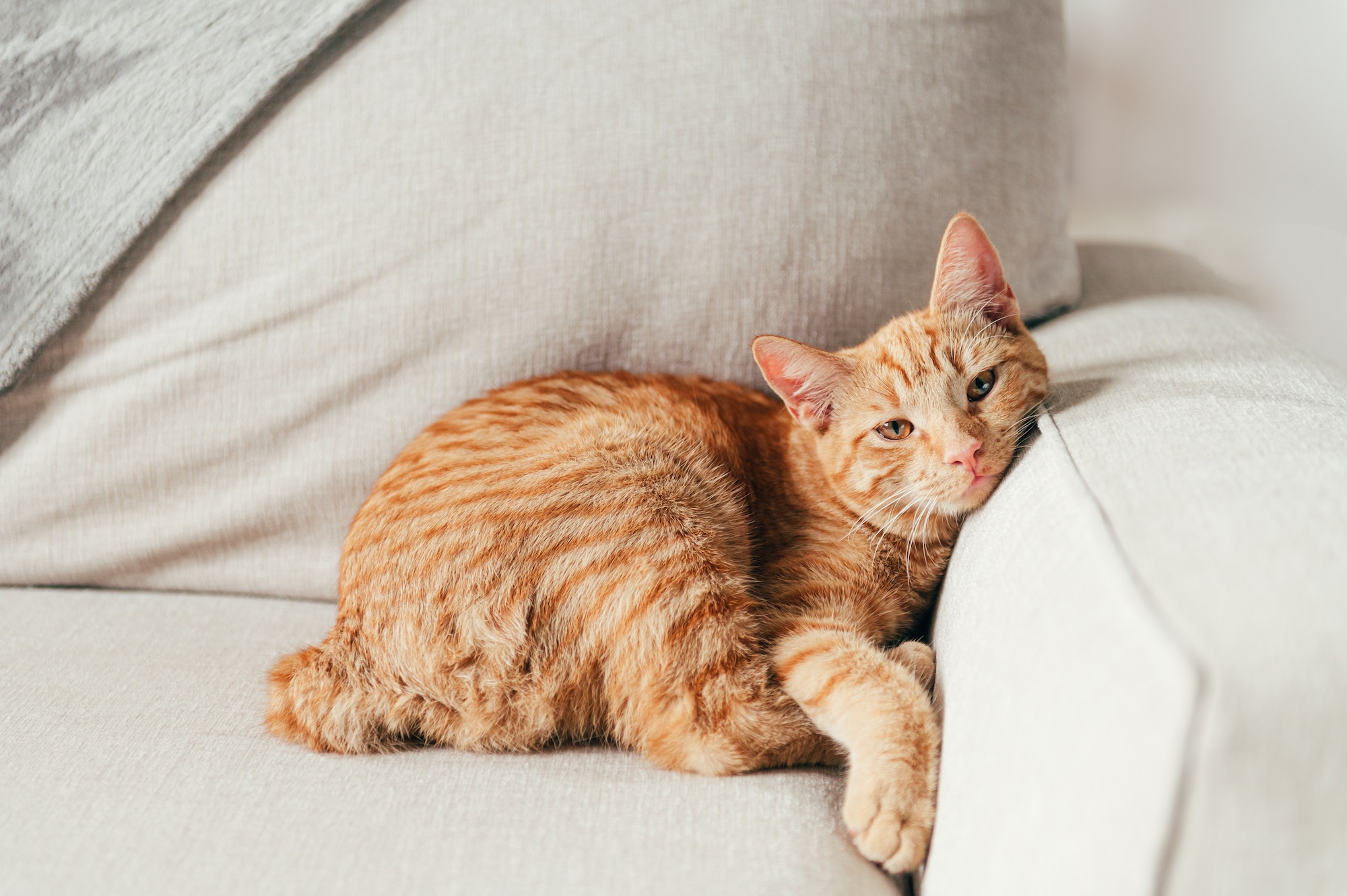 Cute ginger cat