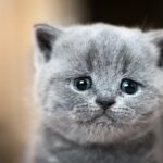 Cute kitten portrait. British Shorthair cat