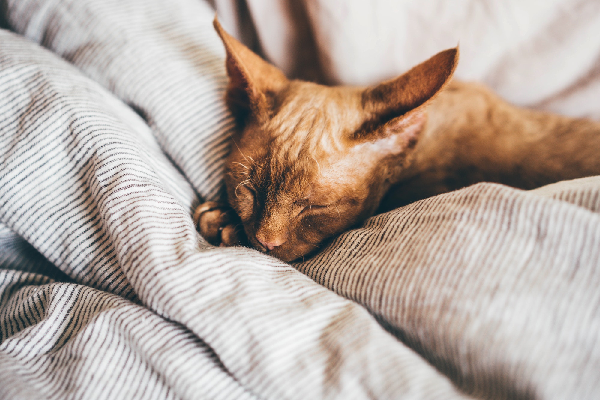 Devon Rex kitten. Devon rex cat sleeping on bed,