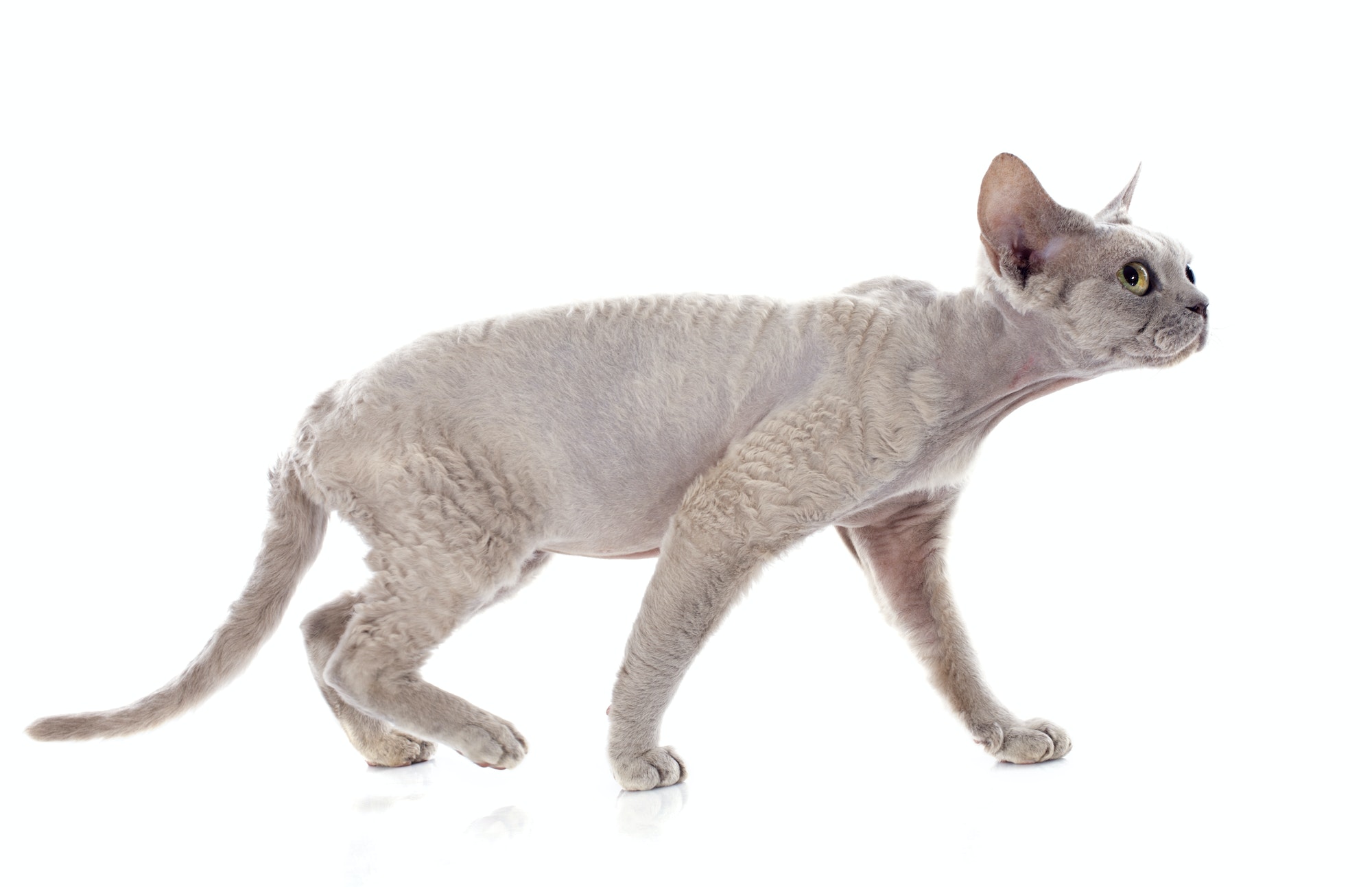 devon rex