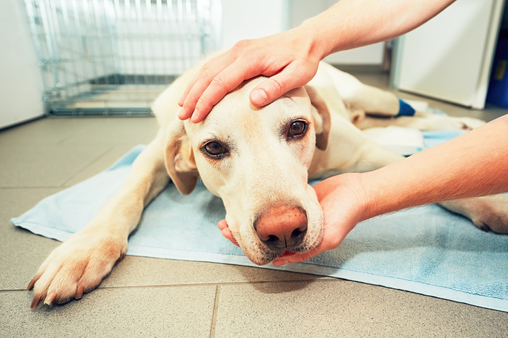 Dog awakening from anesthesia after tumor surgery. Ill labrador retriever in veterinary clinic.