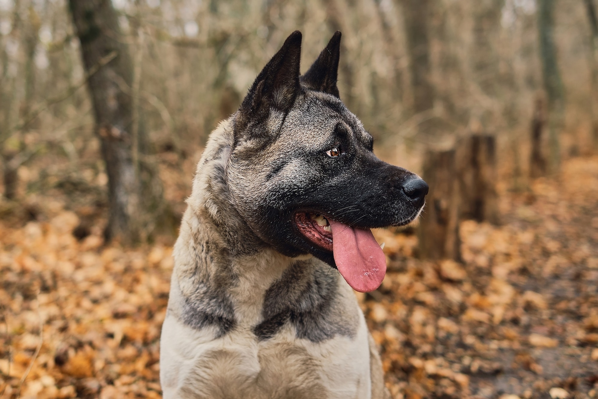 American Akita