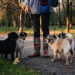 Dog walking. Professional dog walker walking dogs in autumn sunset park. Walking the pack array of