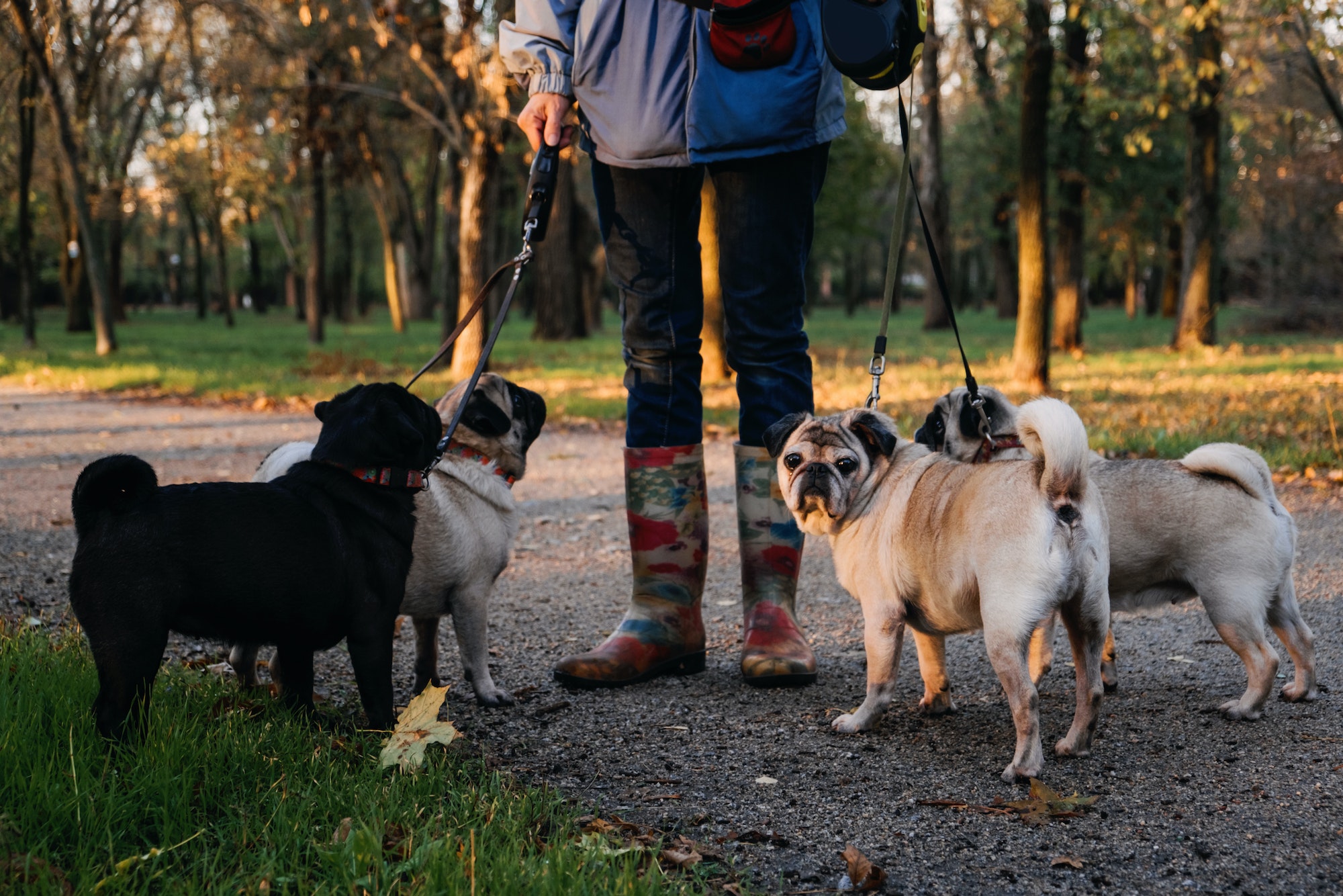 Dog walking. Professional dog walker walking dogs in autumn sunset park. Walking the pack array of