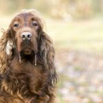 Drooling dog