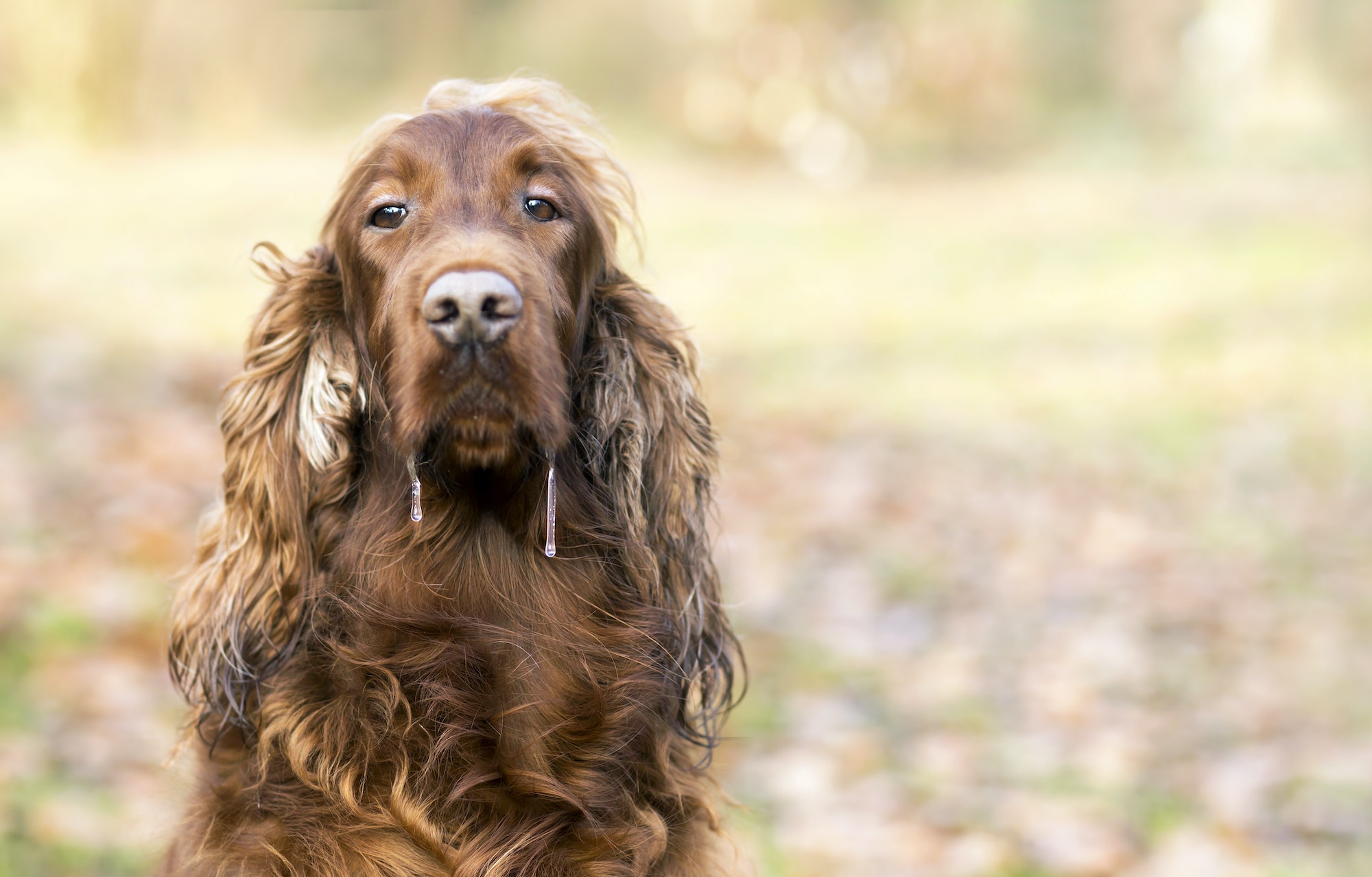 Drooling dog