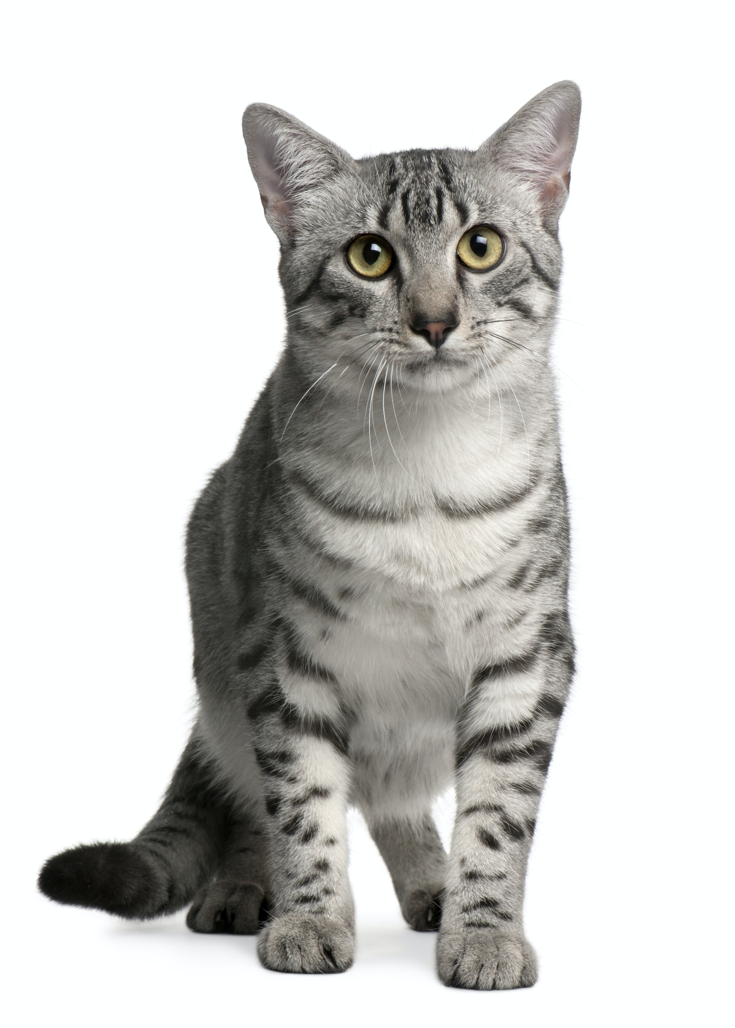 Egyptian Mau Cat, 7 months old, sitting in front of white background