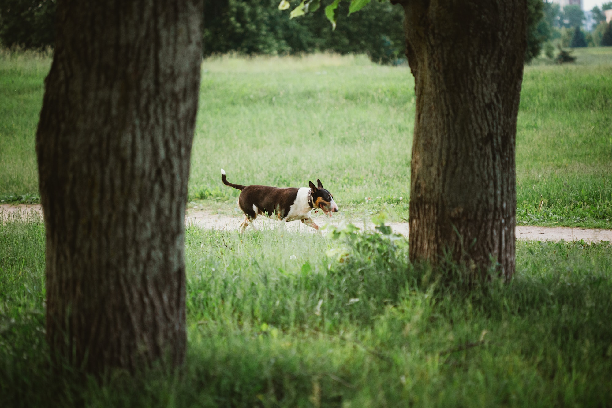 Bull Terrier