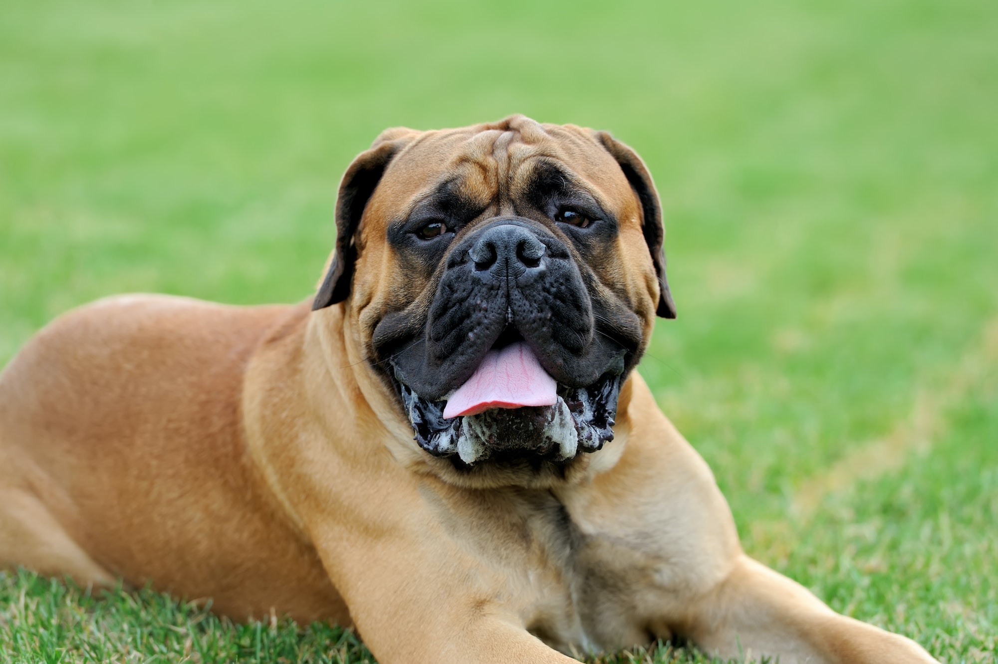 English Mastiff dog