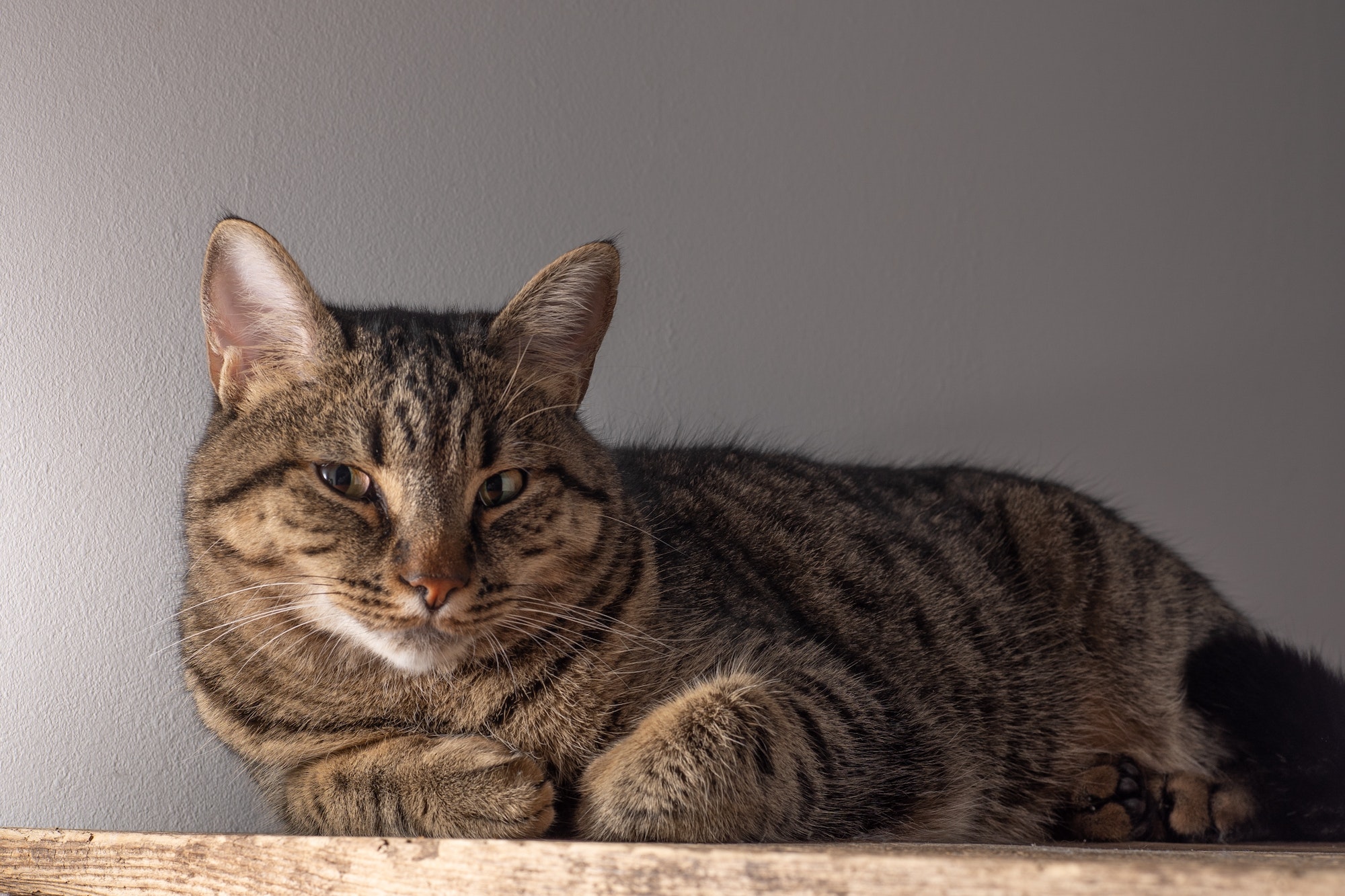 European shorthair cat. Portrait of a domestic striped brown cat. Muzzle with mustache.