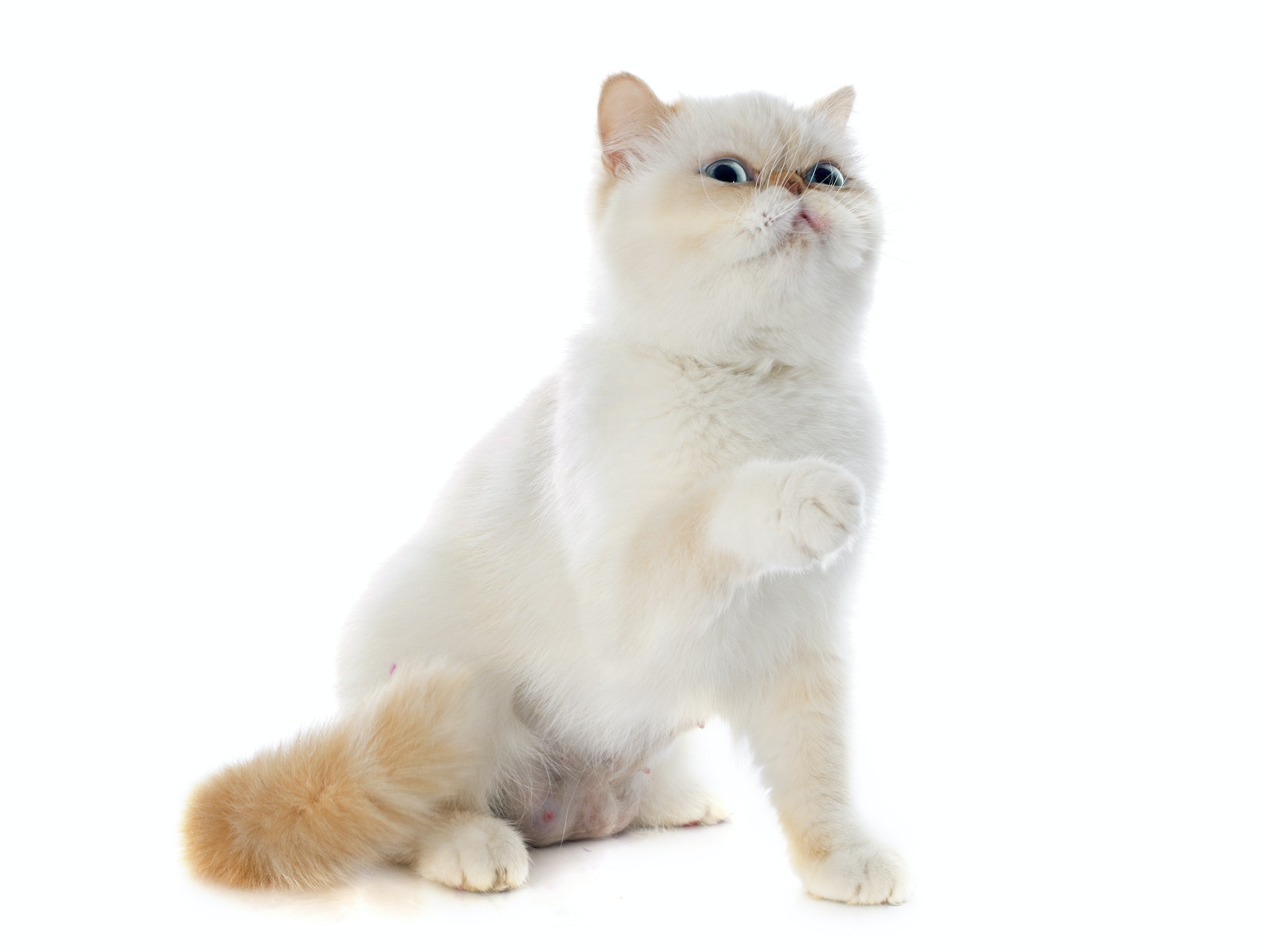 exotic shorthair cat