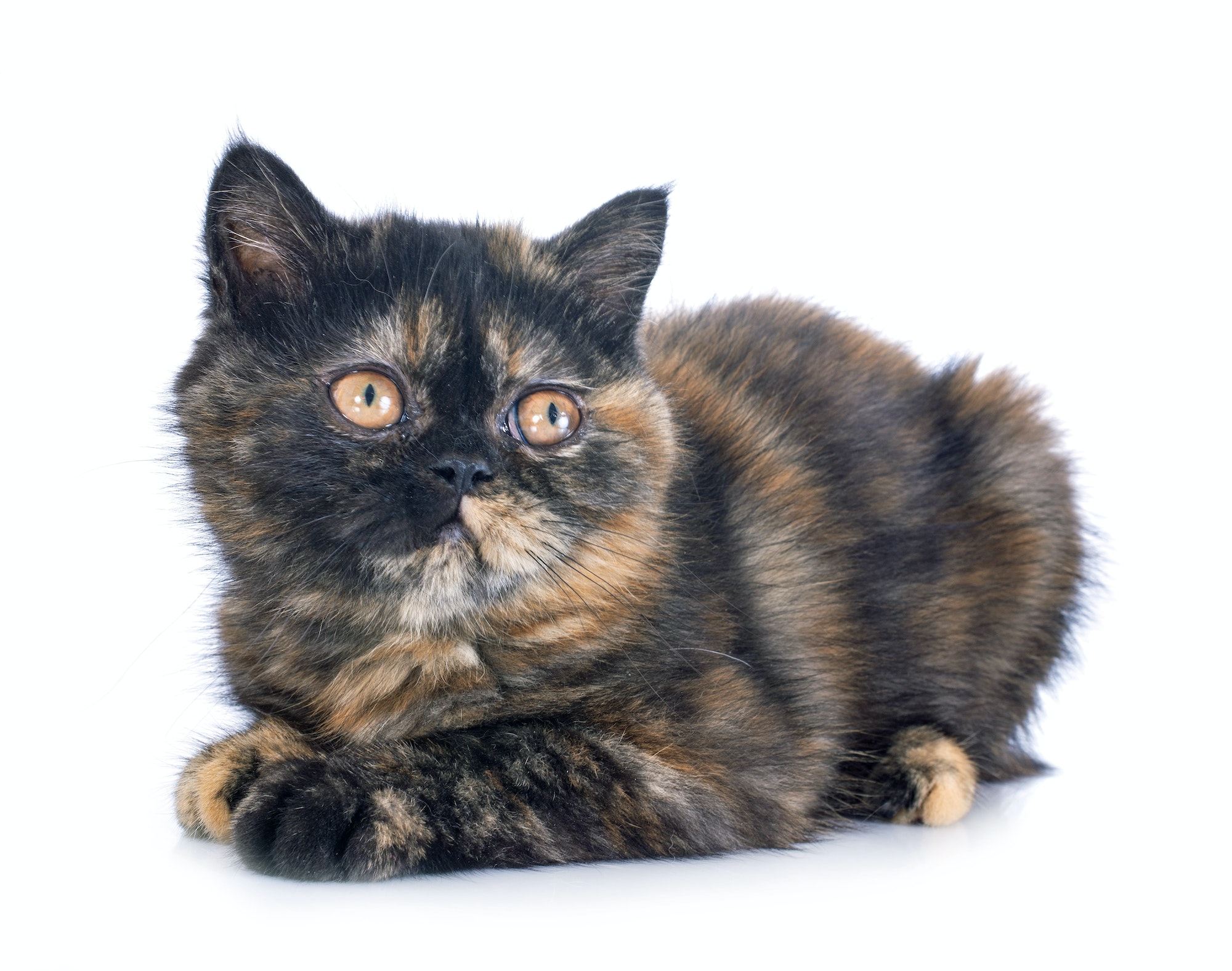 Exotic Shorthair kitten