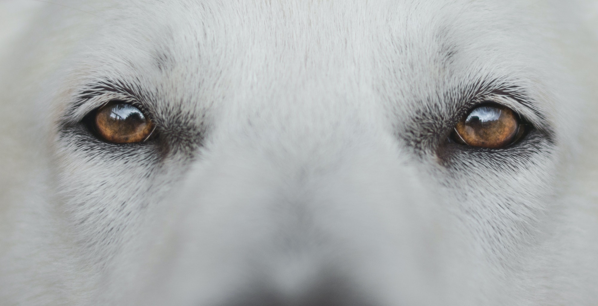 Eyes of white dog