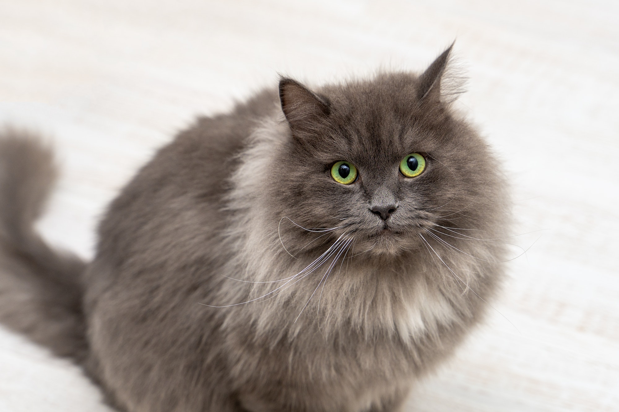 Front view of a rare Nebelung cat with green eyes looking into camera.