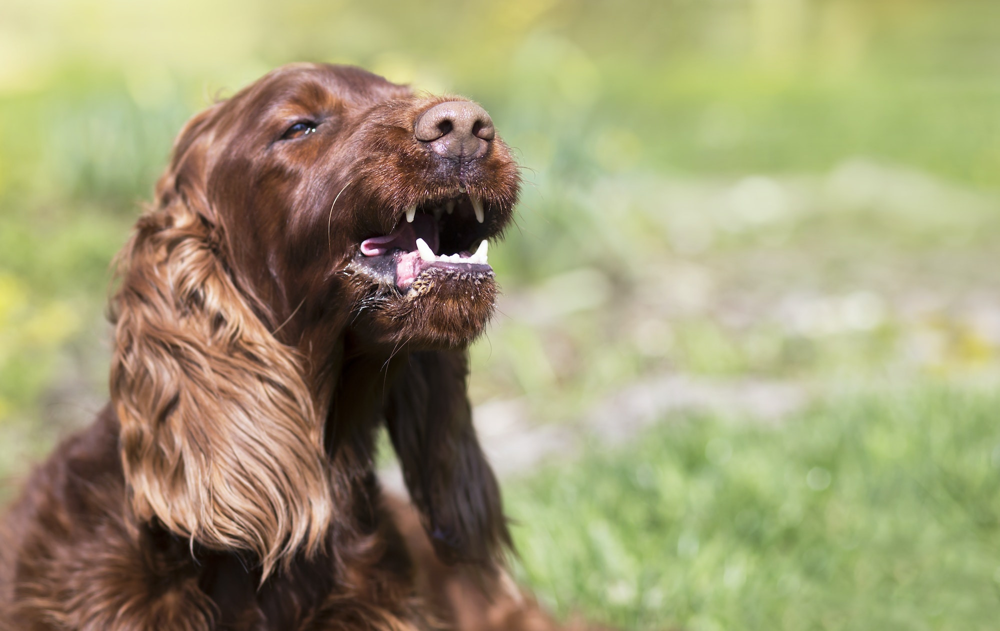 Funny barking pet dog showing his teeth