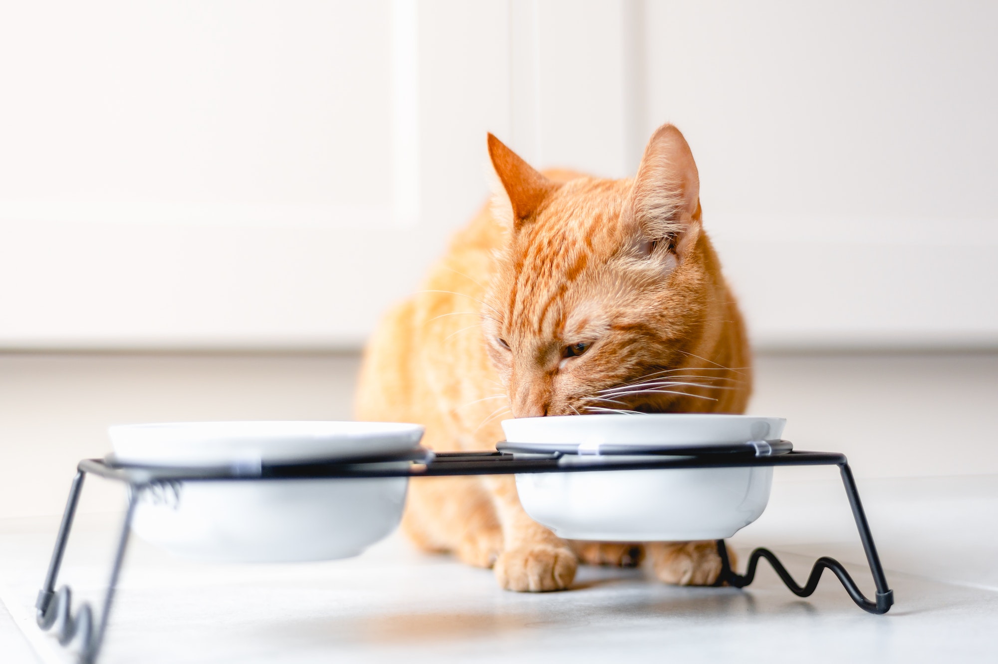 Ginger cat eats