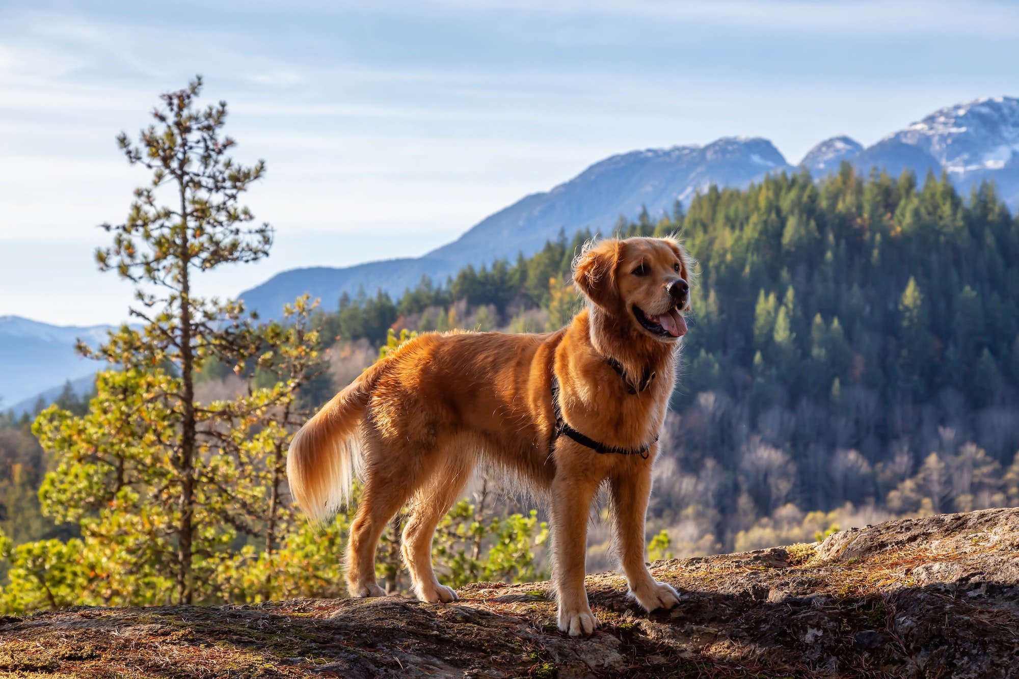 Golden Retriever