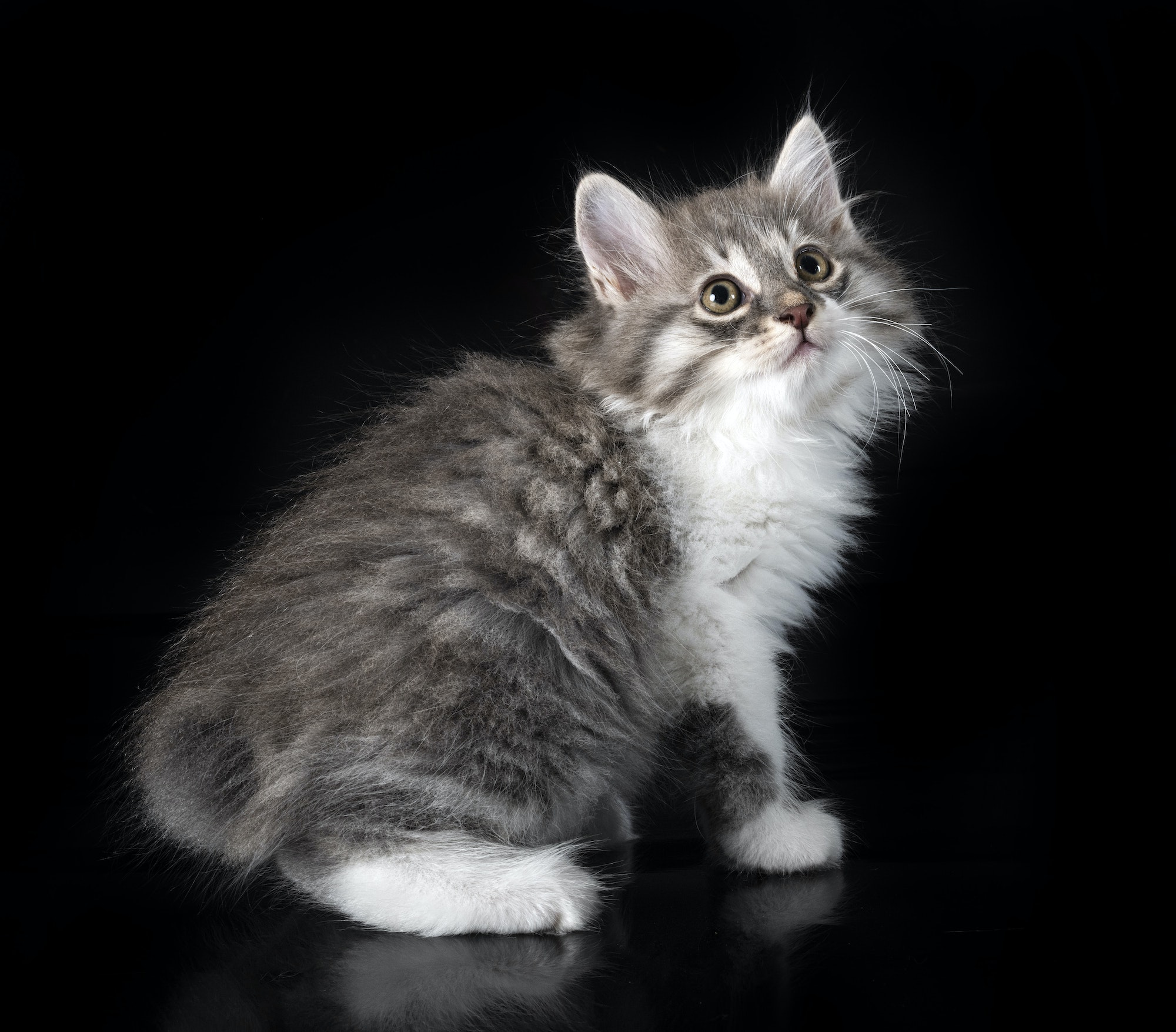 Kurilian Bobtail in studio