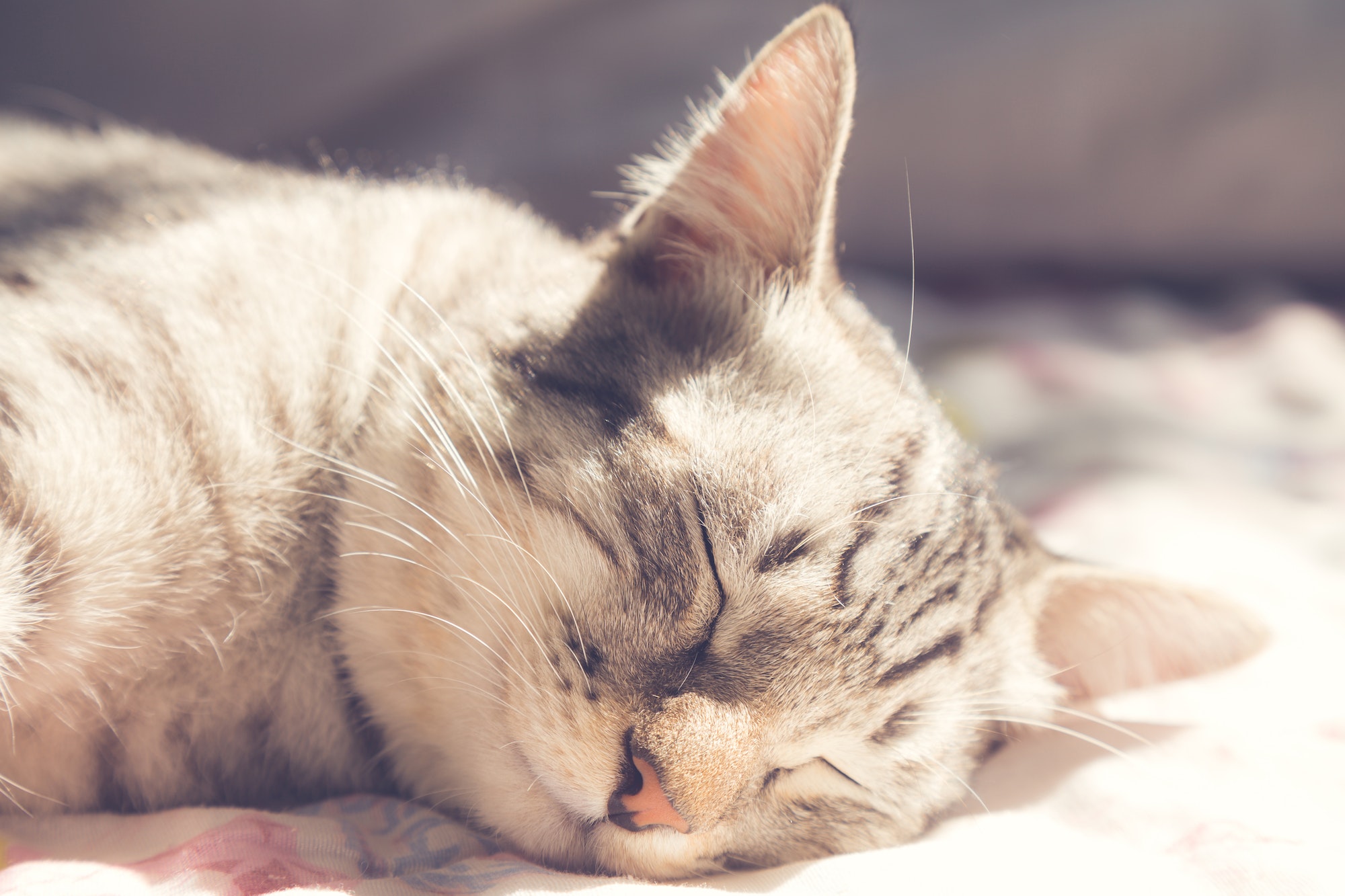 lazy american shorthair cat sleeping on the bed with warm sunlight at sunday morning