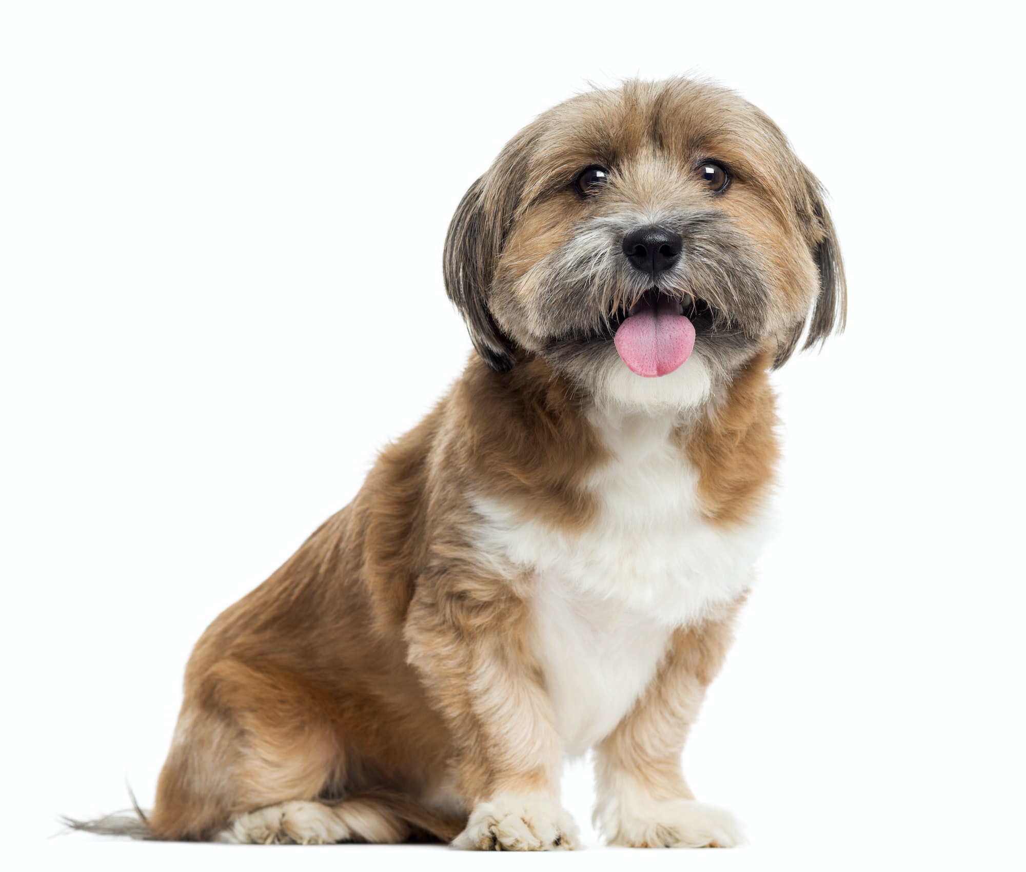 Lhassa Apso