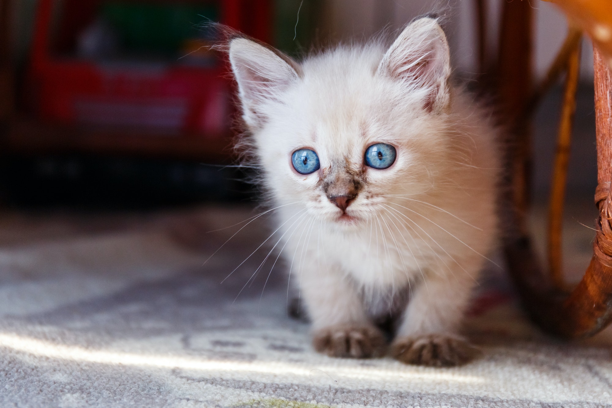 Little tonkinese kitten