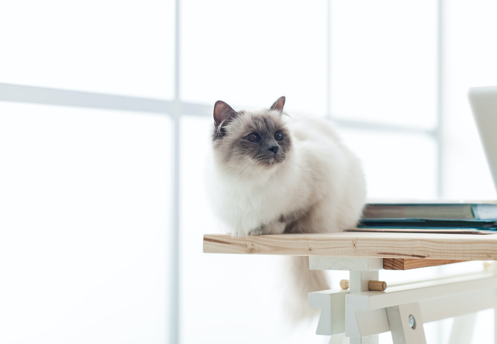 Lovely birman cat at home