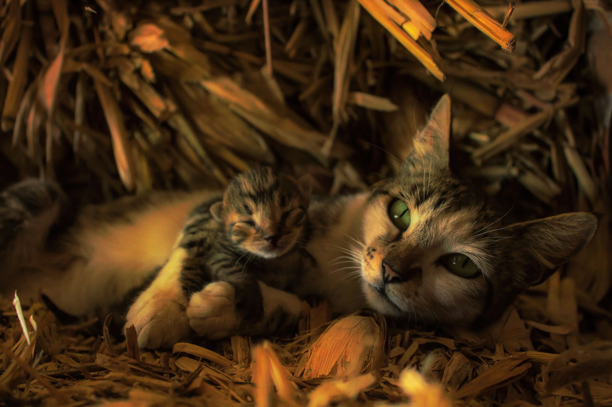 Lovely siberian cat with newborn kitten close-up