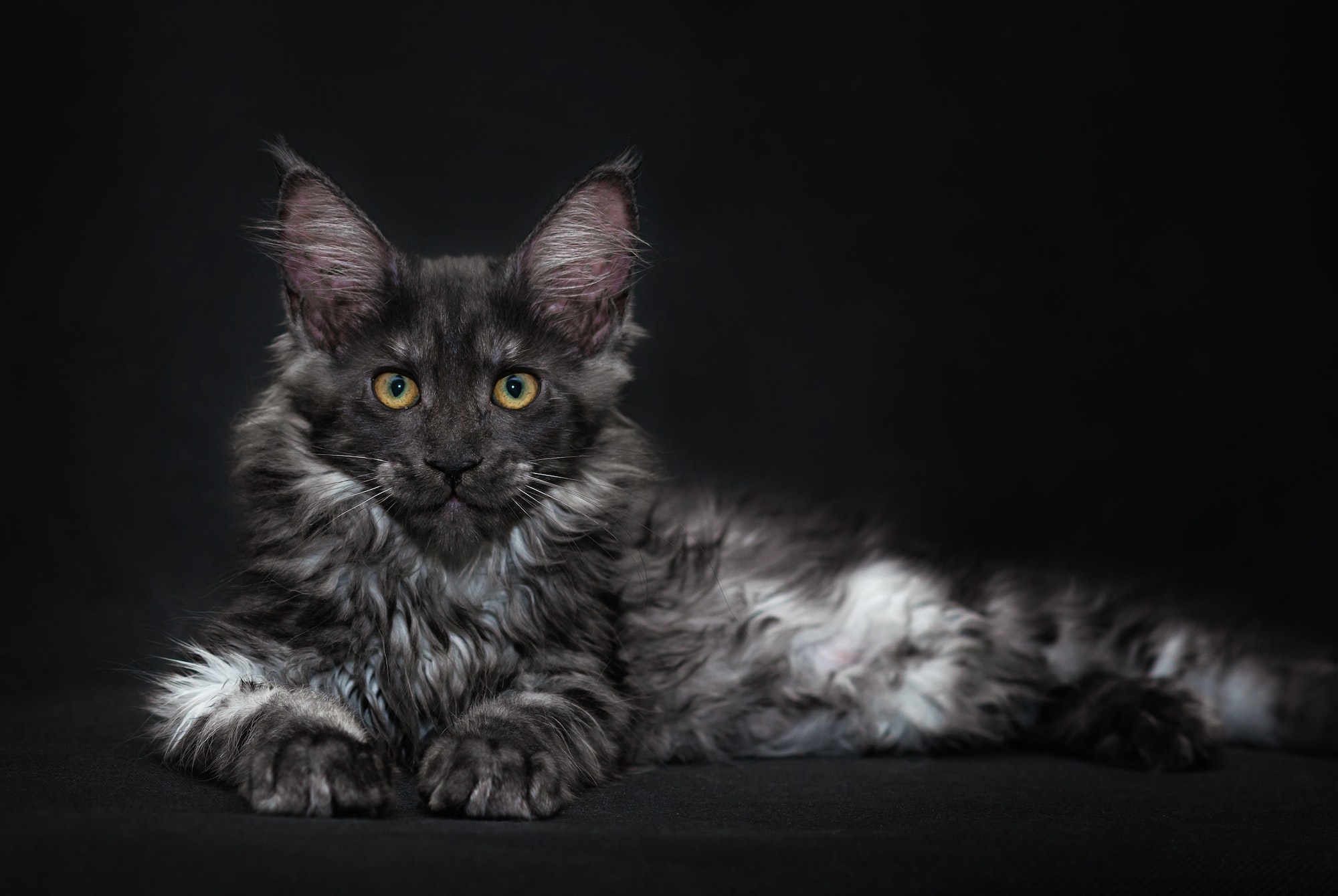 Maine Coon cat