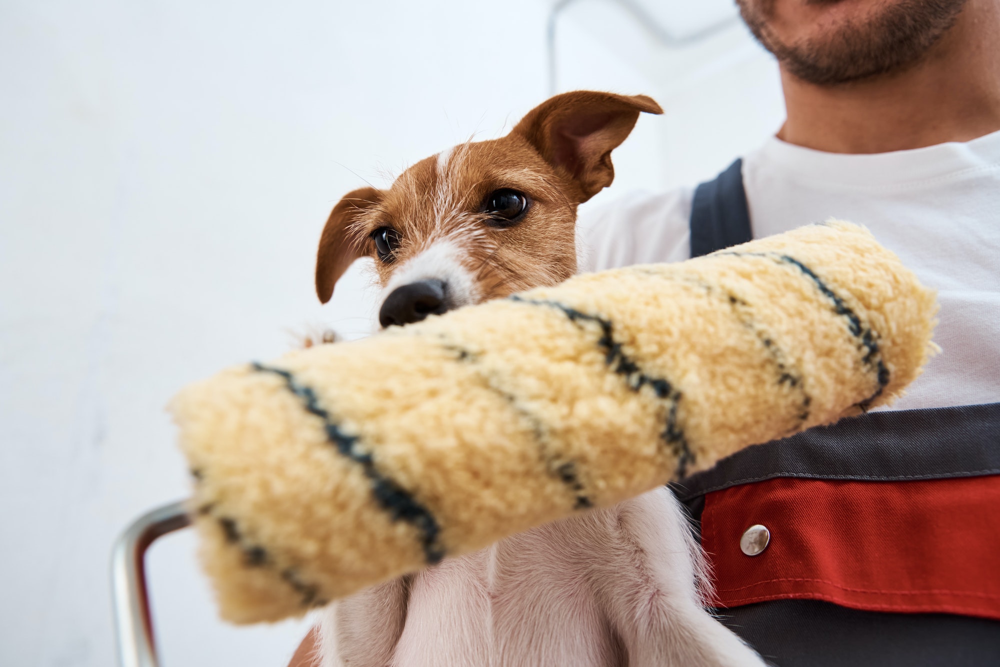 Man with his dog doing renovation work in room. Good relationship between a dog and his owner