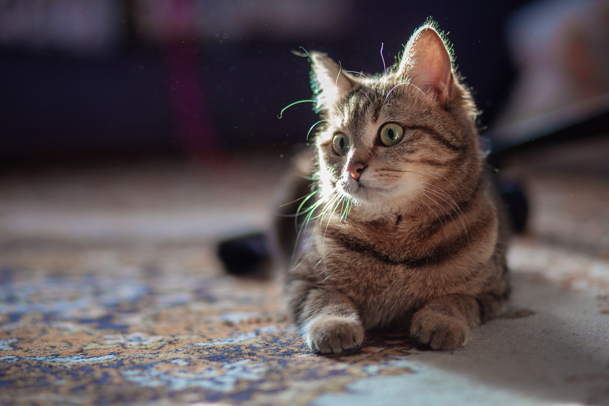 mekong bobtail cat