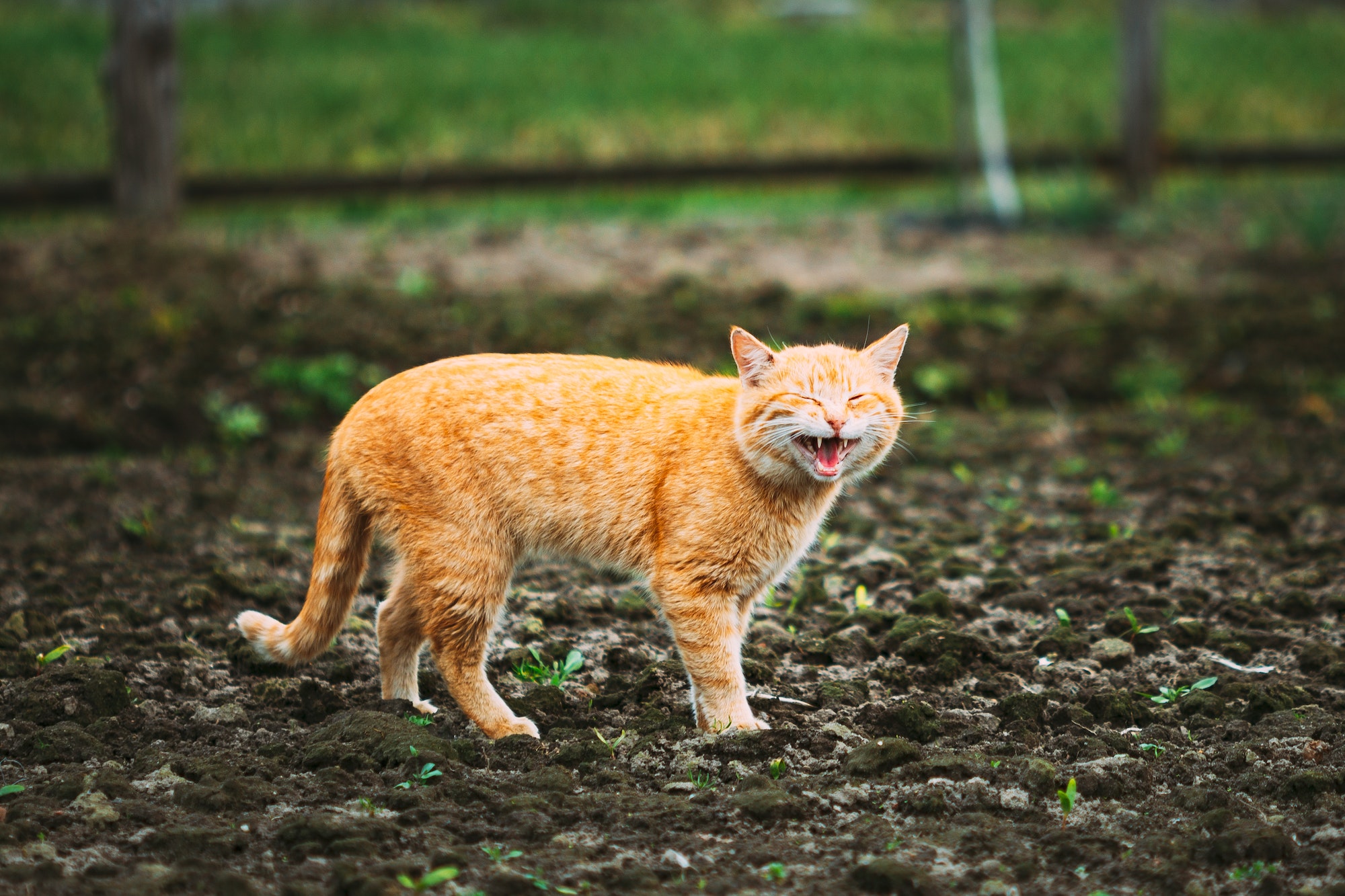 Meowing Red Ginger Cat At Spring Day