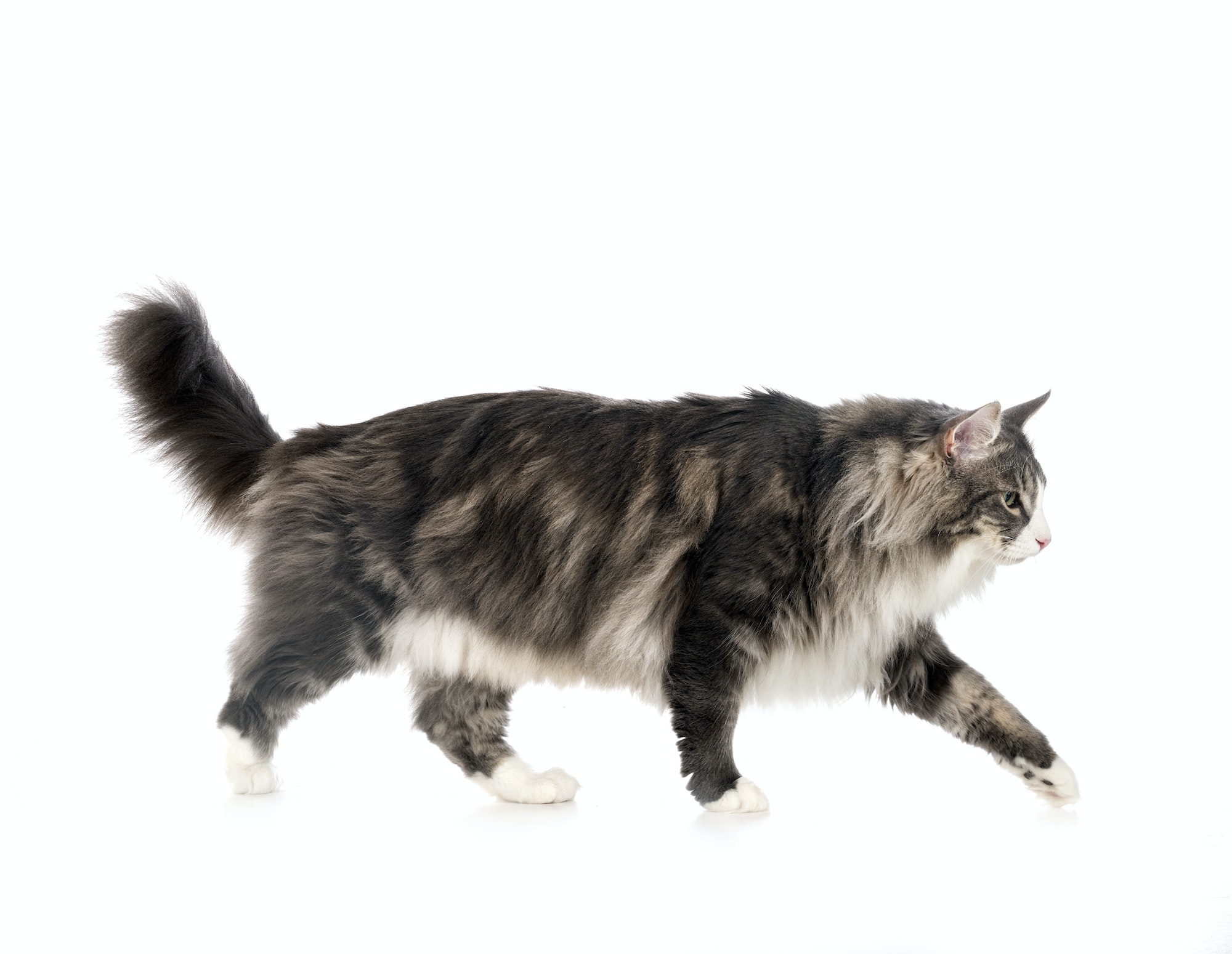 Norwegian Forest cat