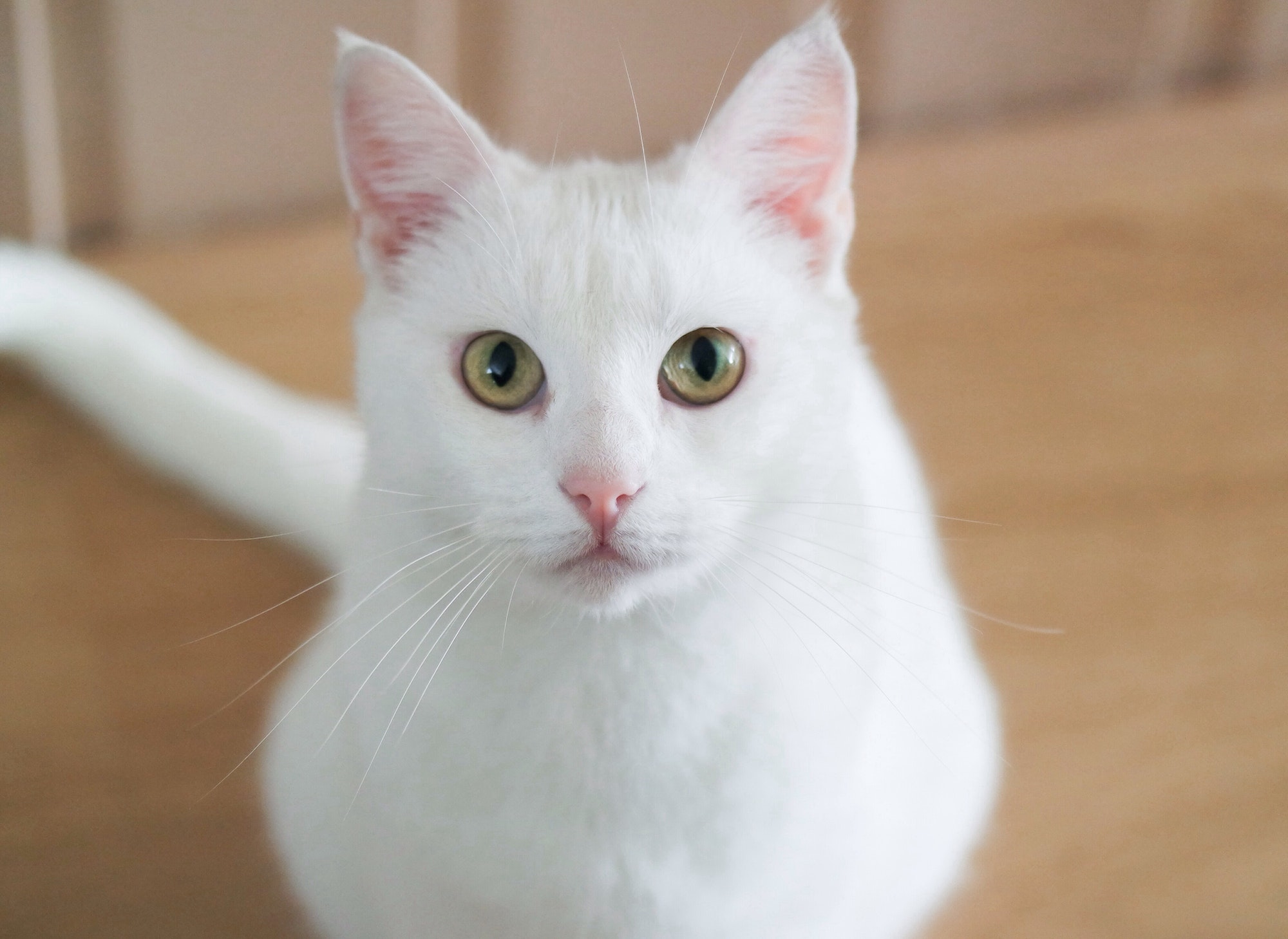 Our white cat.