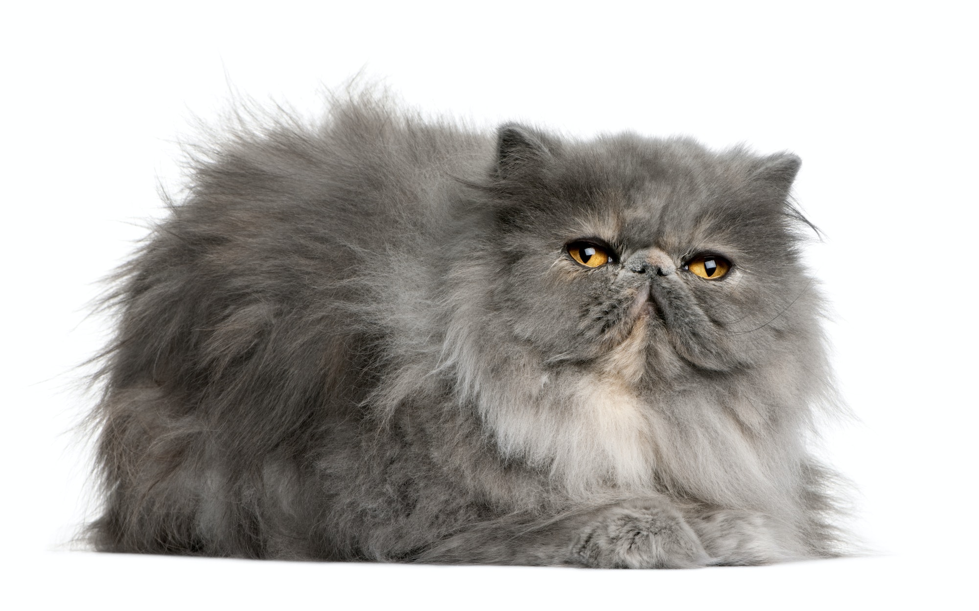 Persian cat, 8 months old, sitting in front of white background