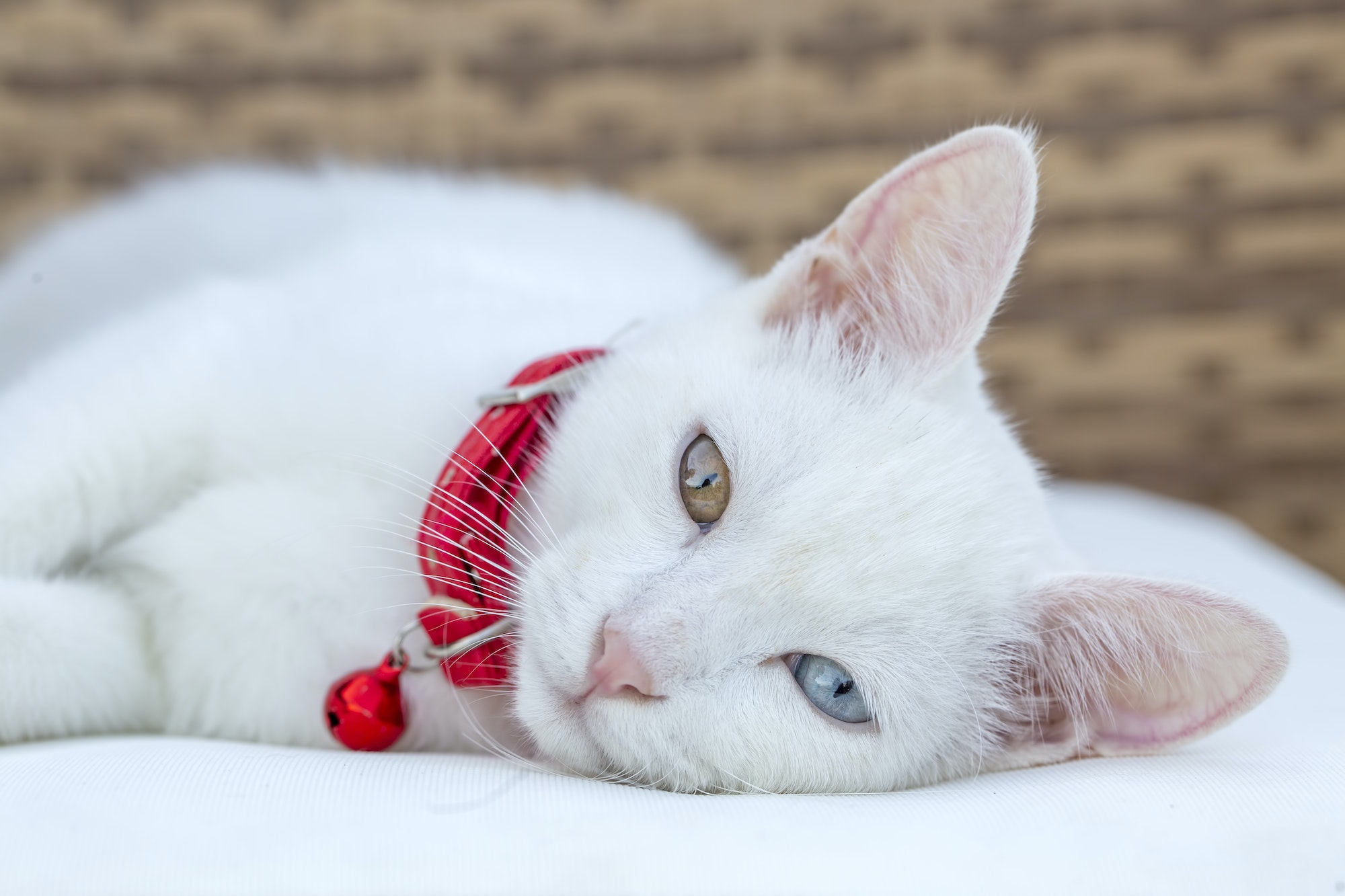 Portrait cute white cat; Turkish name; Van kedisi