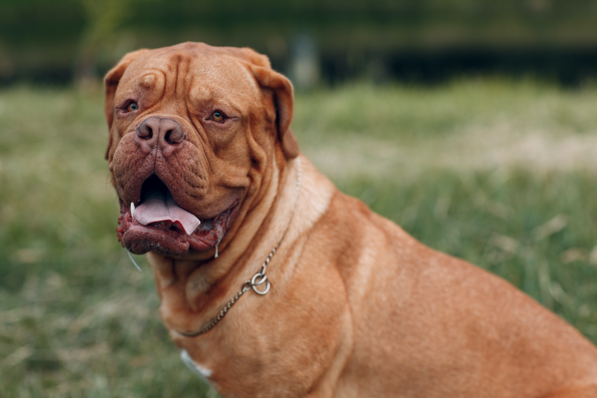 Dogue de Bordeaux