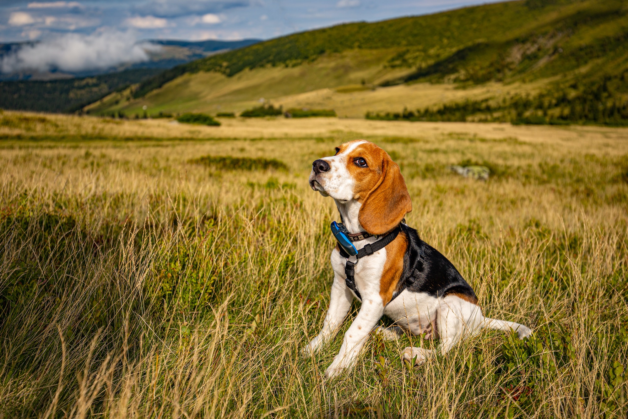 Portrait of a beagle puppy