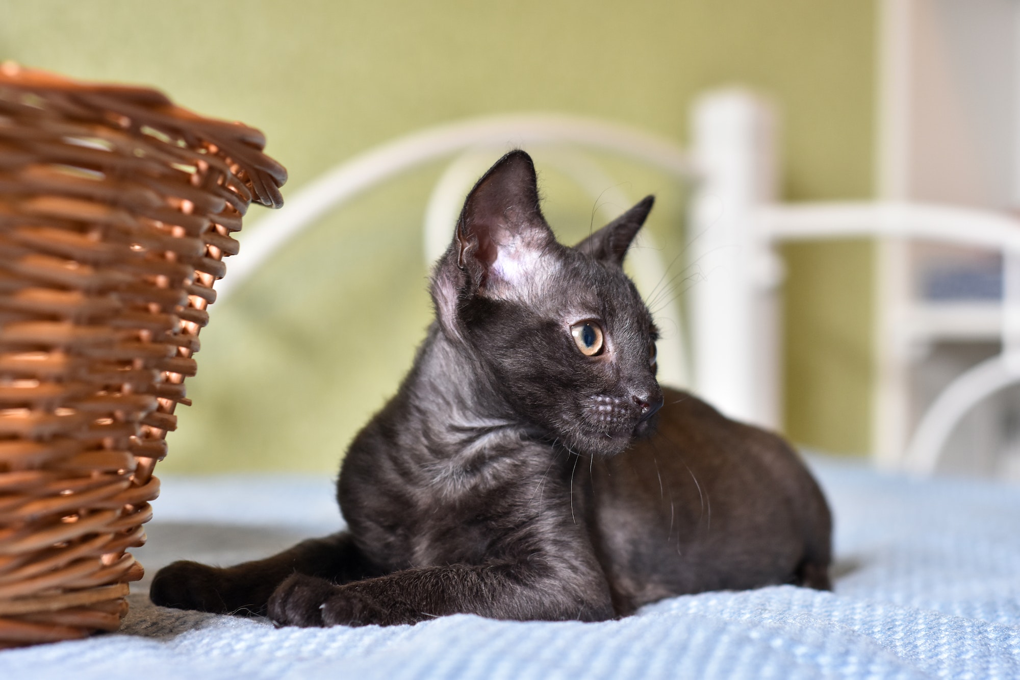 Portrait of a cat Ural Rex in a wicker basket for Laundry