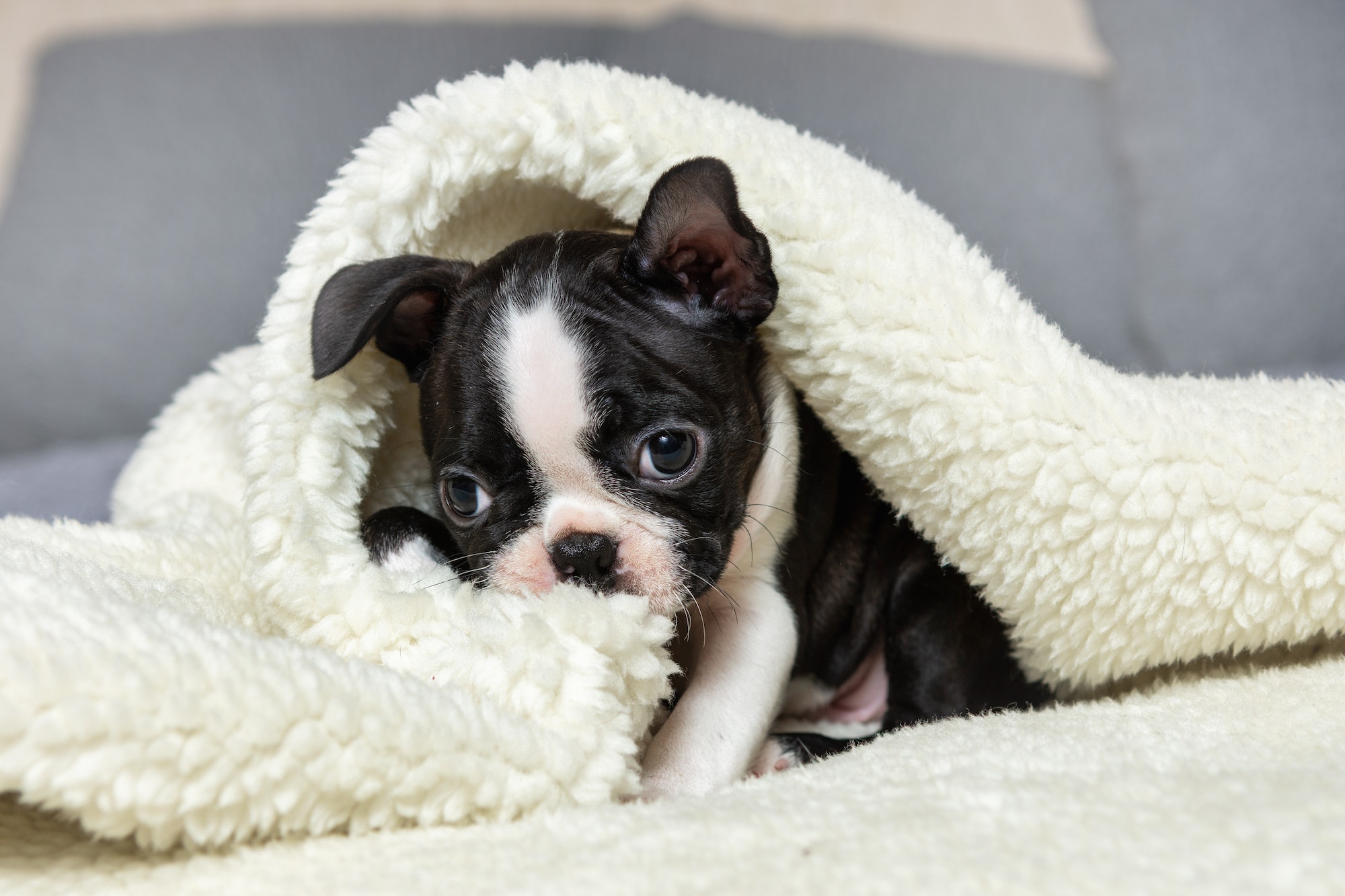 Boston Terrier