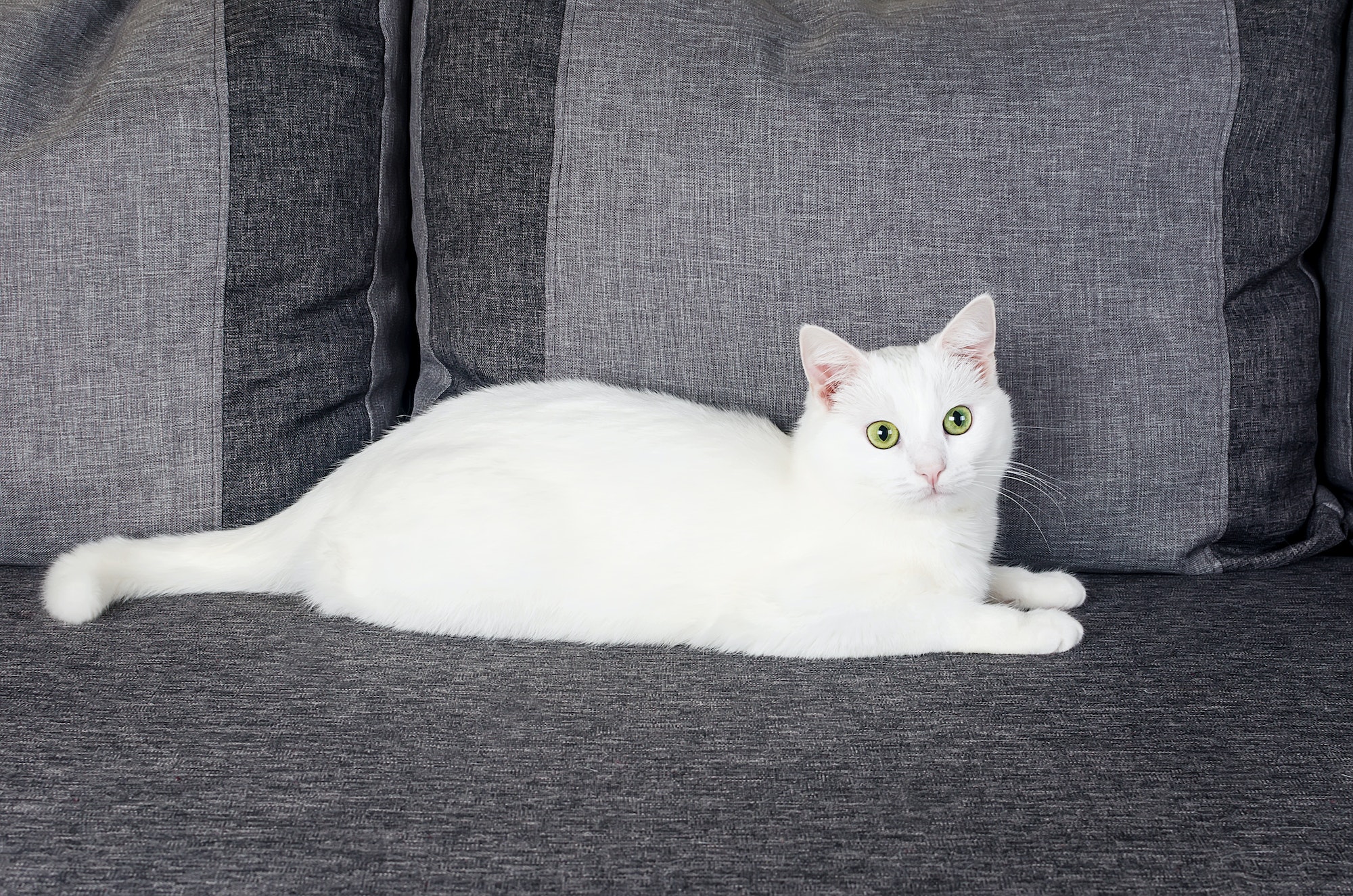 Portrait of Cute Turkish Angora cat with green eyes, 1 year 10 months old, sitting on the grey sofa