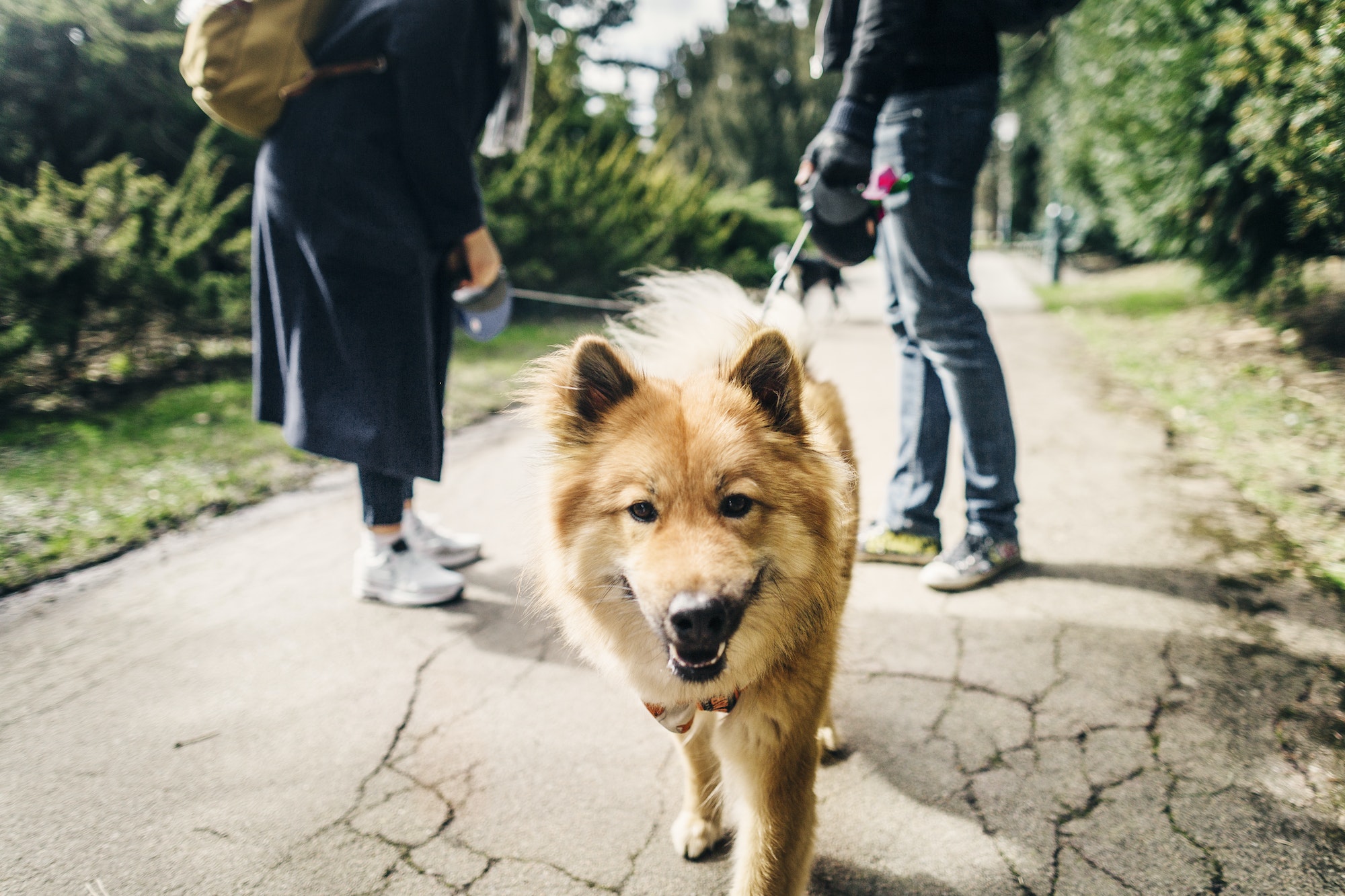 Eurasier