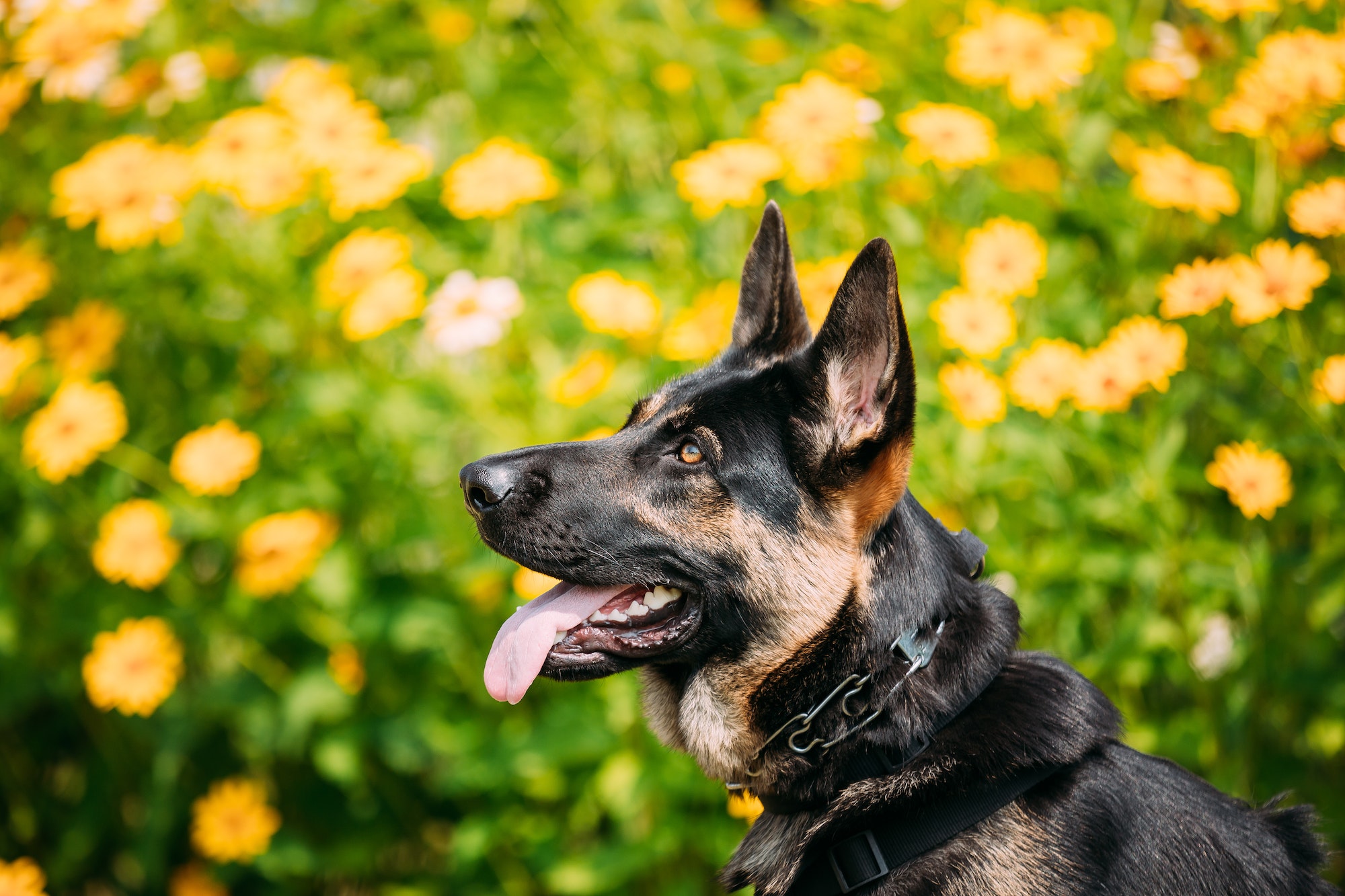 Portrait Of Staring Purebred German Shepherd Adult Dog, Alsatian