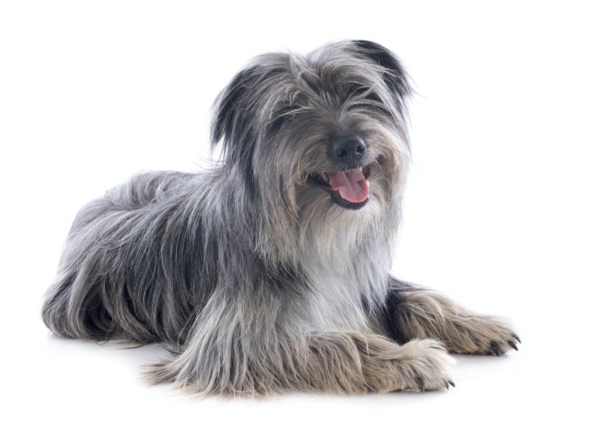 Pyrenean sheepdog