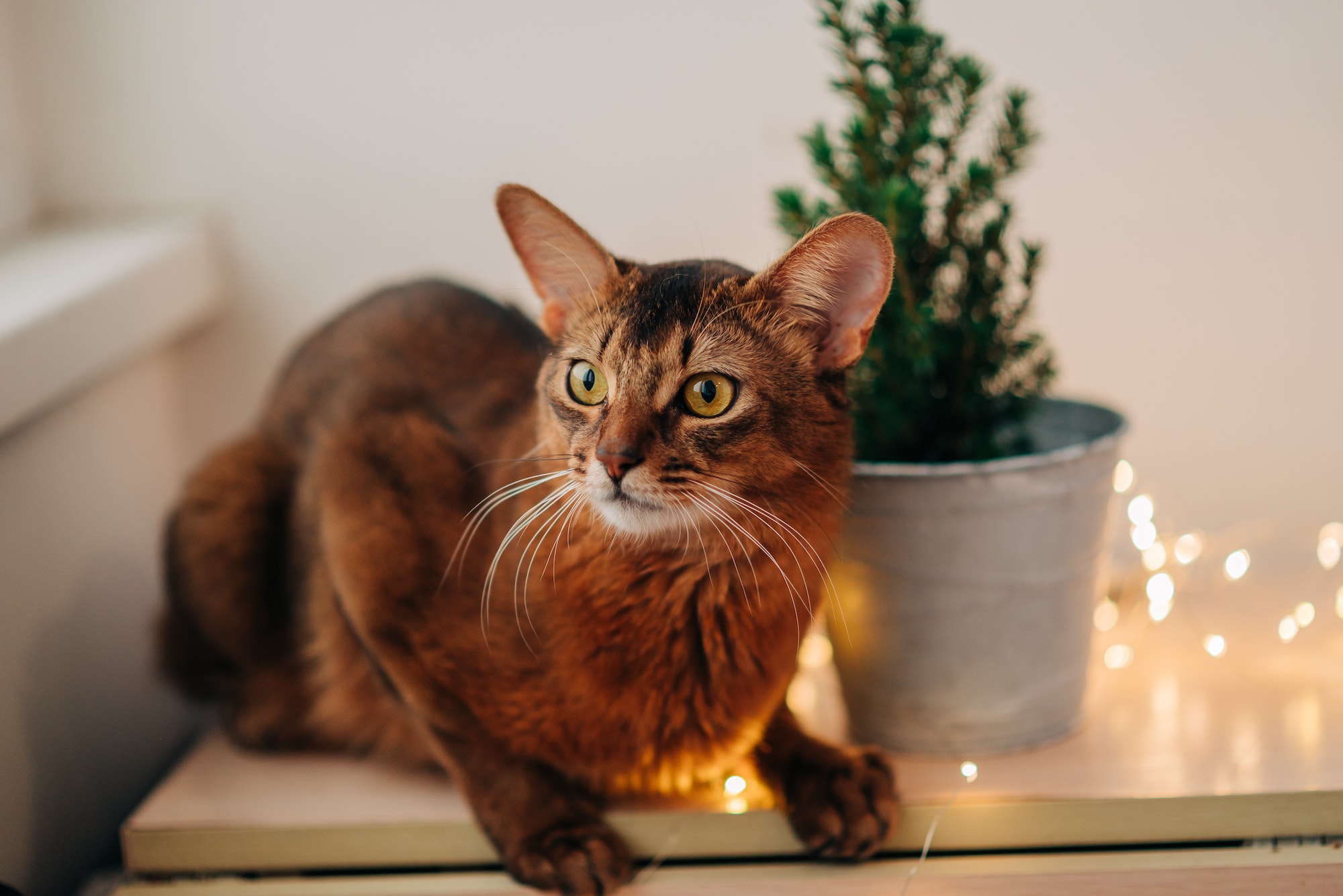 Red cat Somali breed at home indoors with Christmas winter holiday decorations near the window