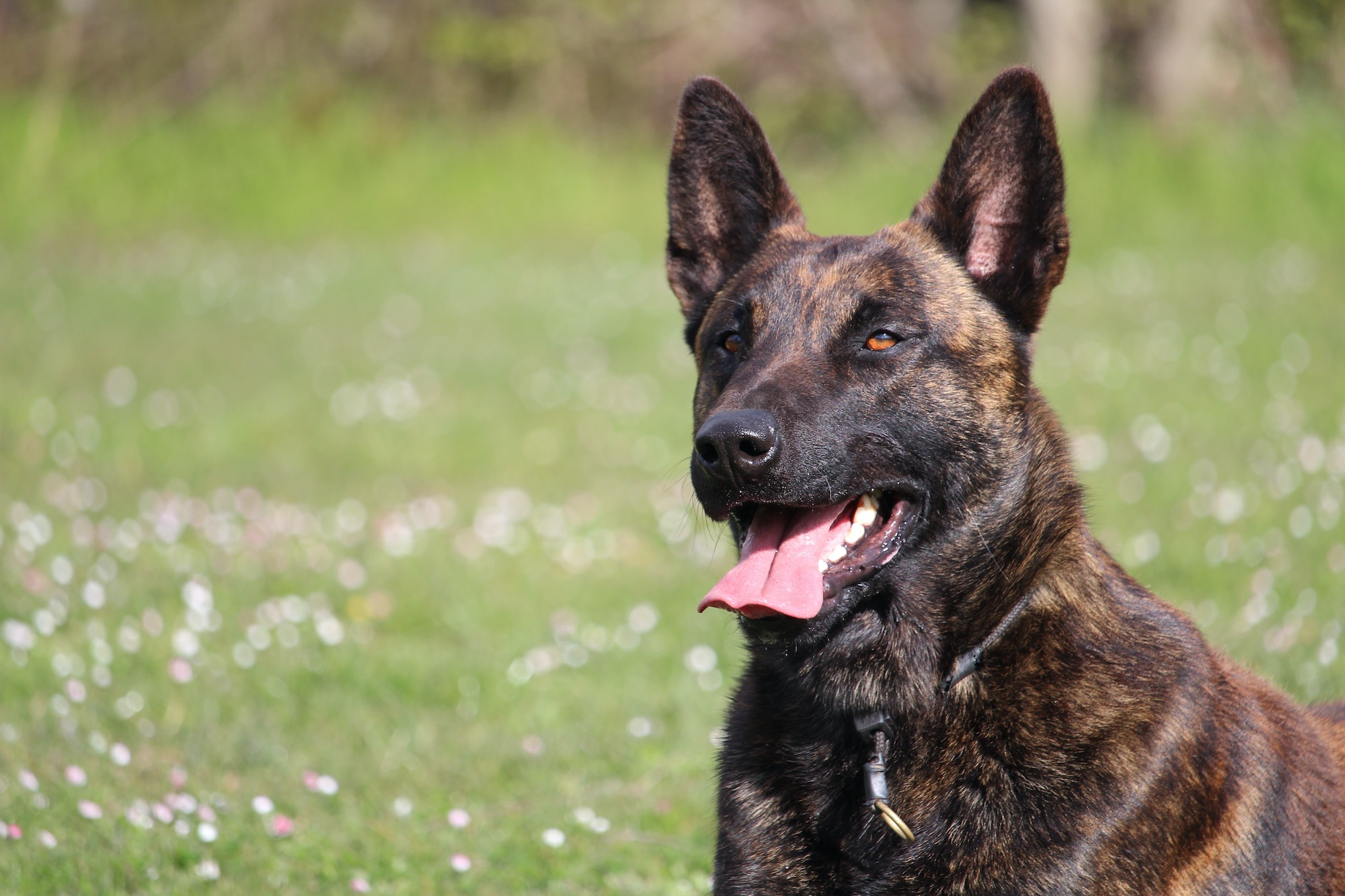 dutch shepherd