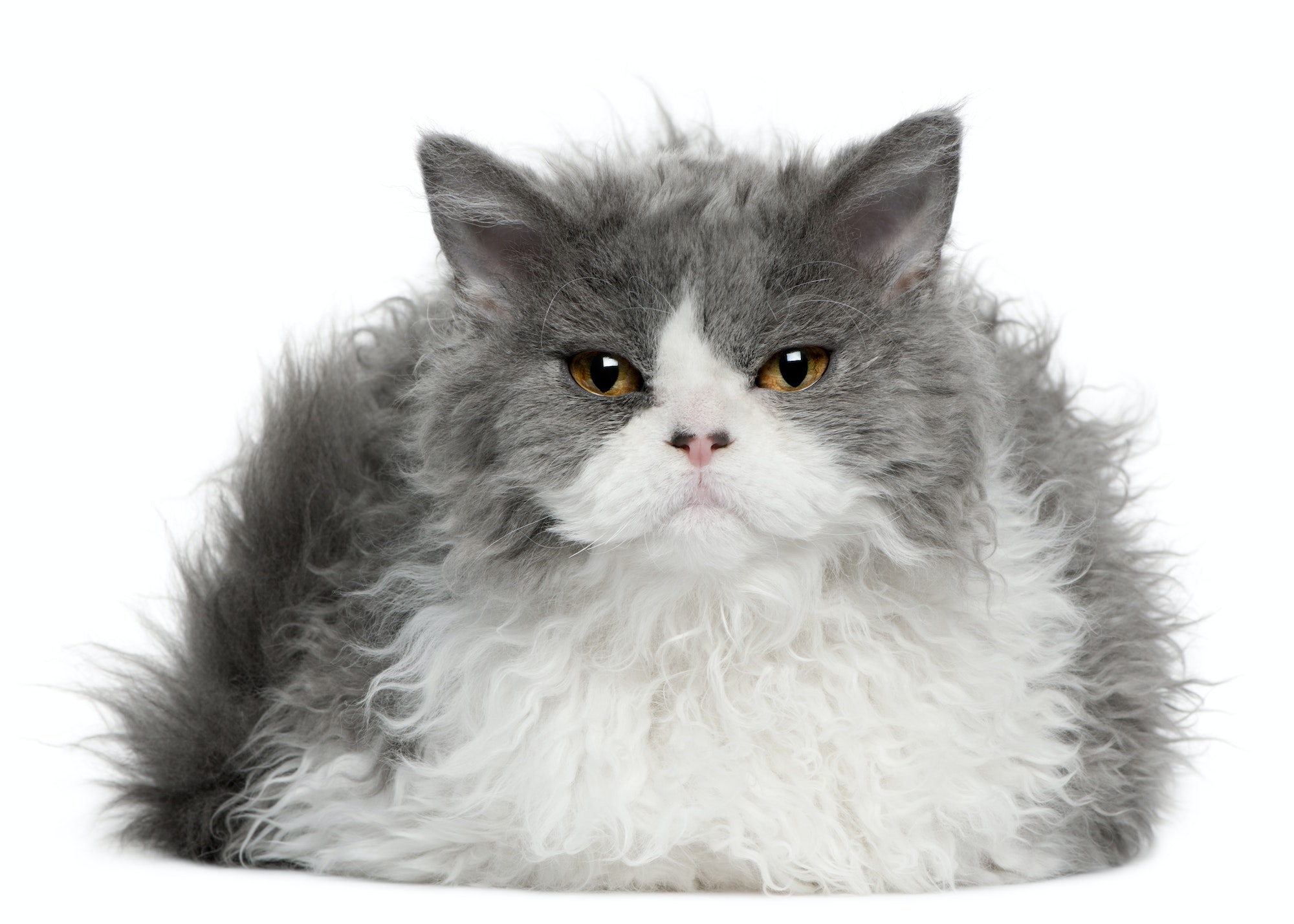 Selkirk Rex (5 months old)