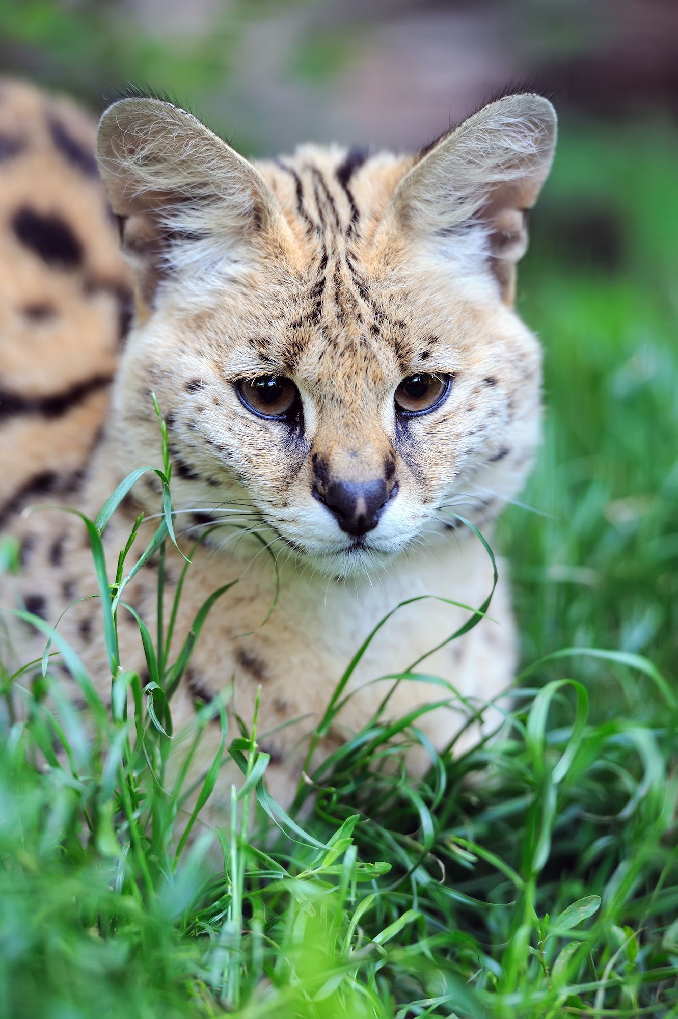 Serval cat (Felis serval)