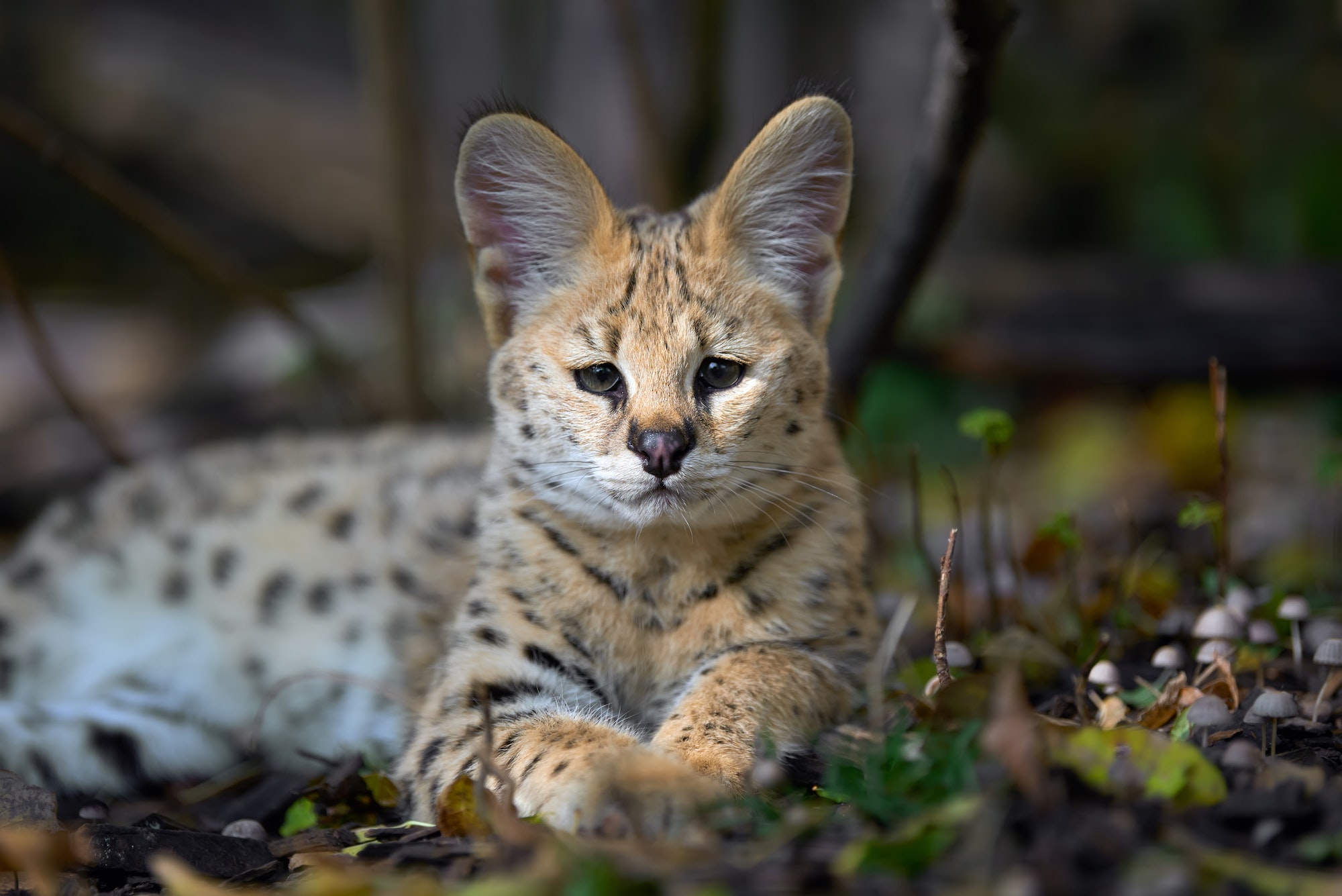 Serval cat (Felis serval)