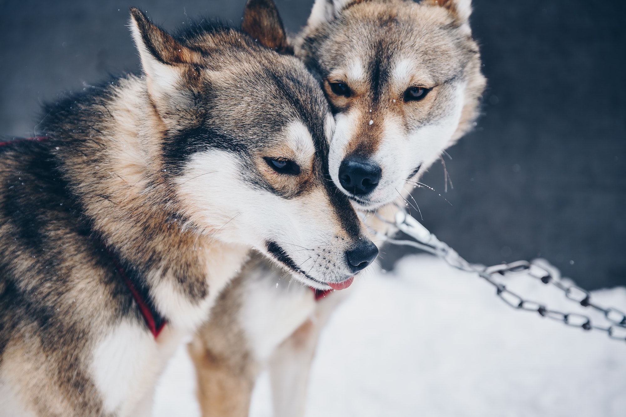 Husky Sibérien