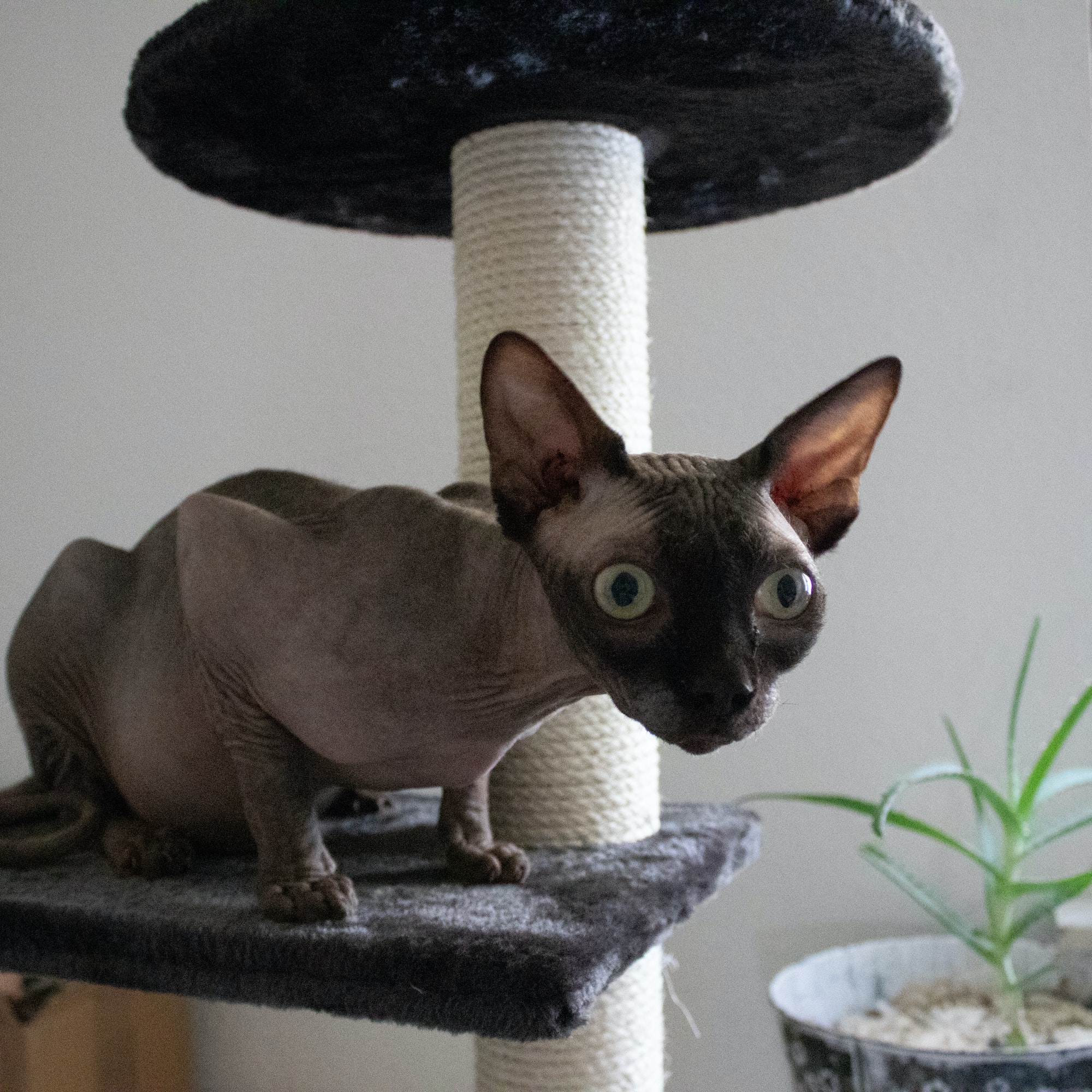Small Donskoy on a cat playhouse at home